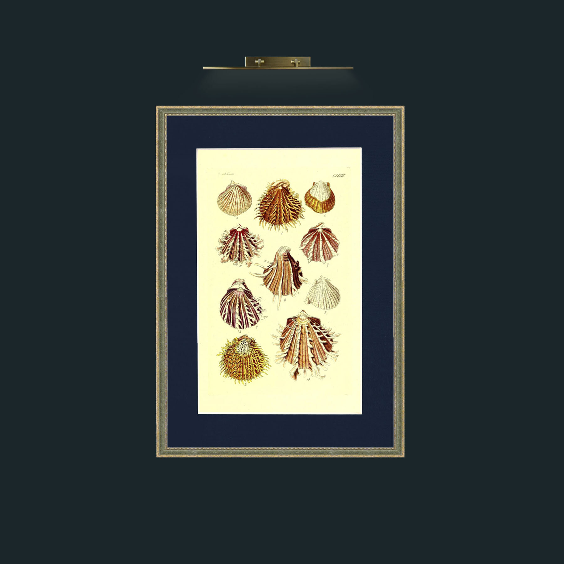 Art-Shells 2.jpg-Frame-2GreenGiltTextured-Mount-3Blue.jpg