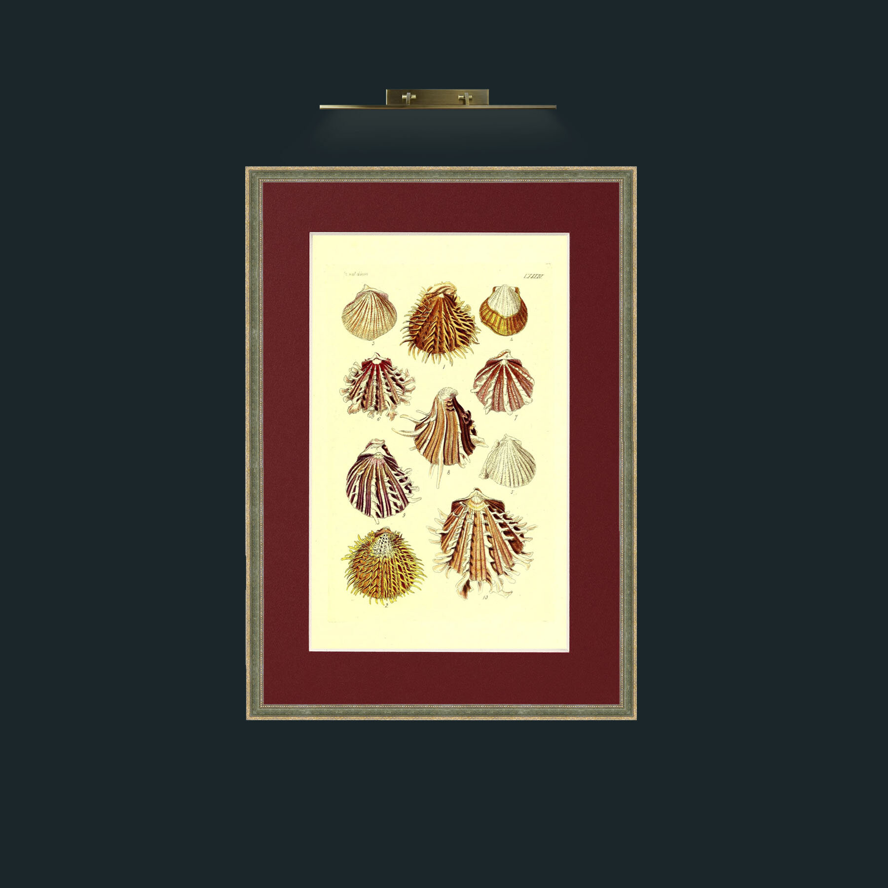 Art-Shells 2.jpg-Frame-2GreenGiltTextured-Mount-4Red.jpg