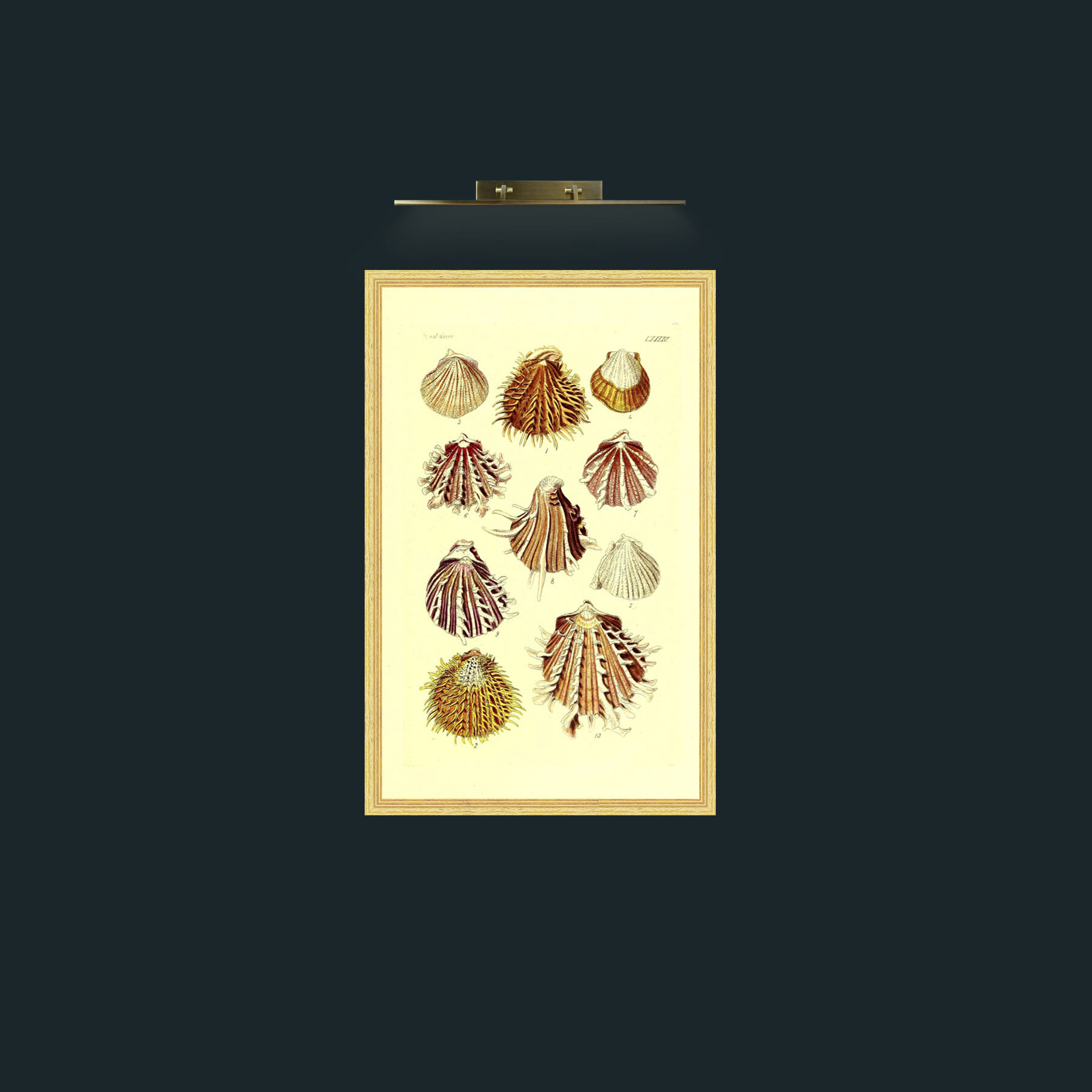 Art-Shells 2.jpg-Frame-4BevelledGilt.jpg