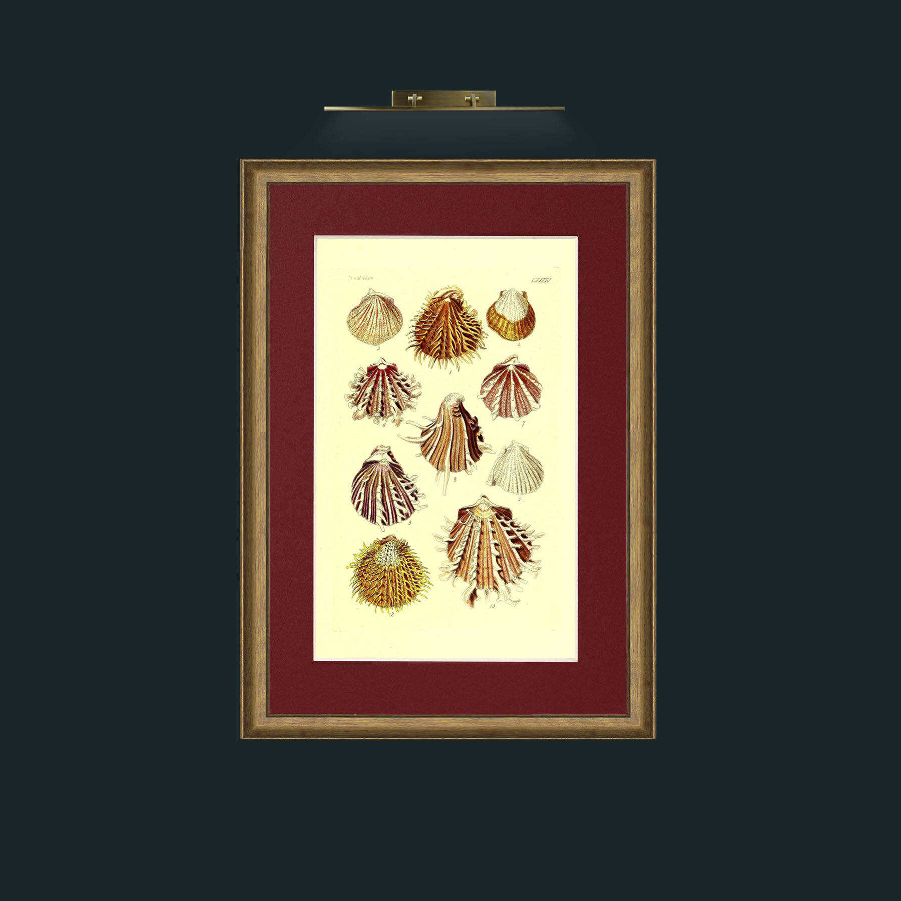 Art-Shells 2.jpg-Frame-8RedGreenGilt-Mount-4Red.jpg