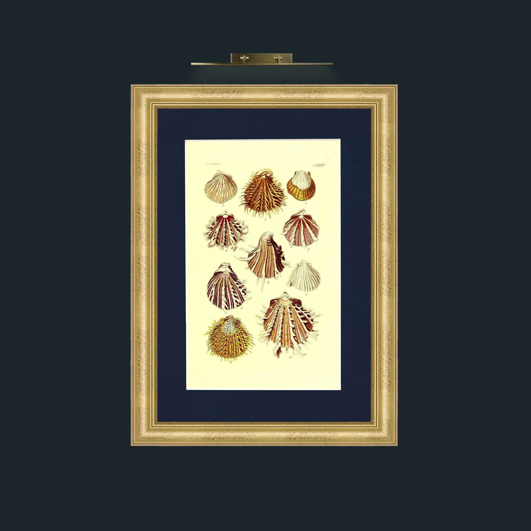 Art-Shells 2.jpg-Frame-9WideGilt-Mount-3Blue.jpg