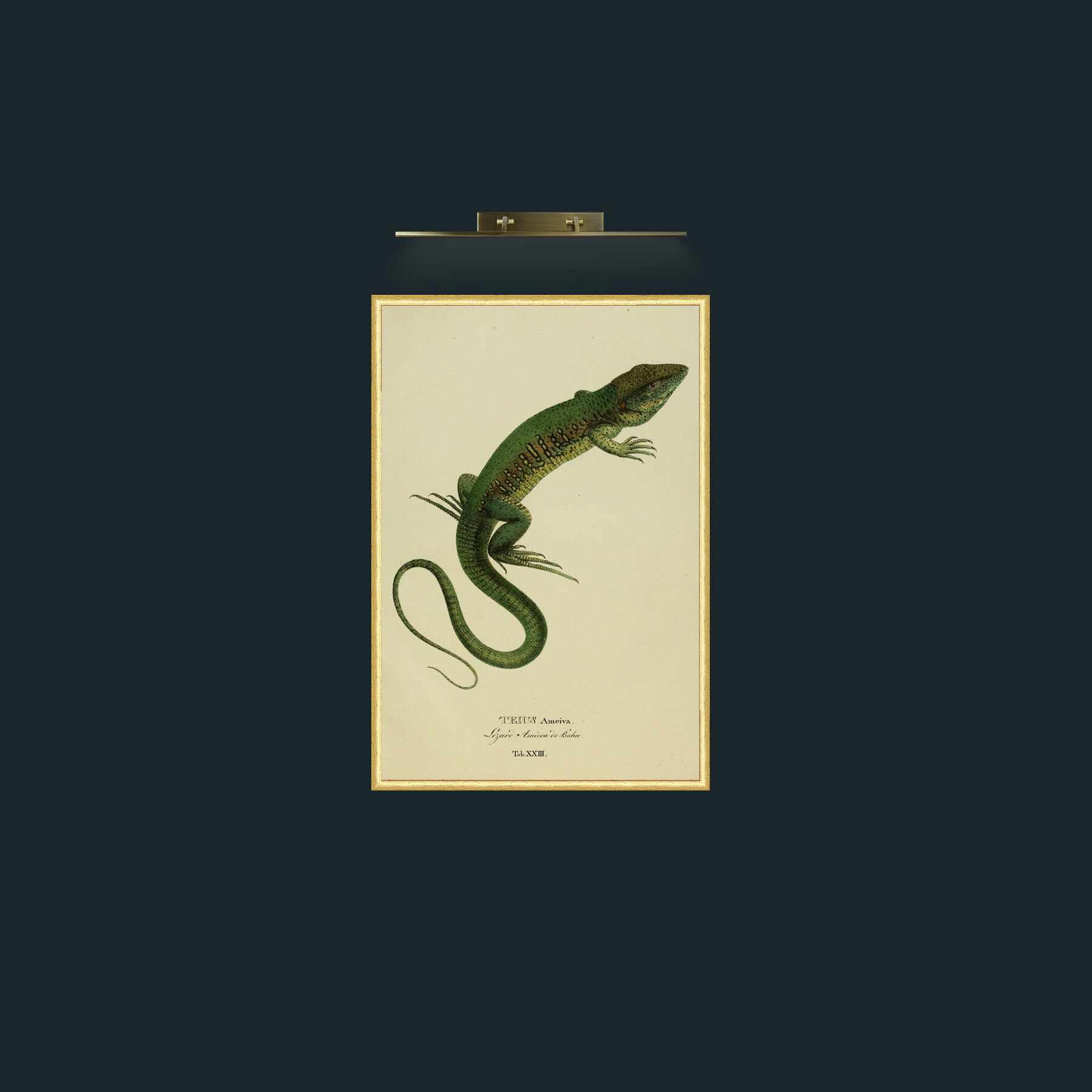 Art-Teius Ameiva-Frame-3RoundedGilt.jpg