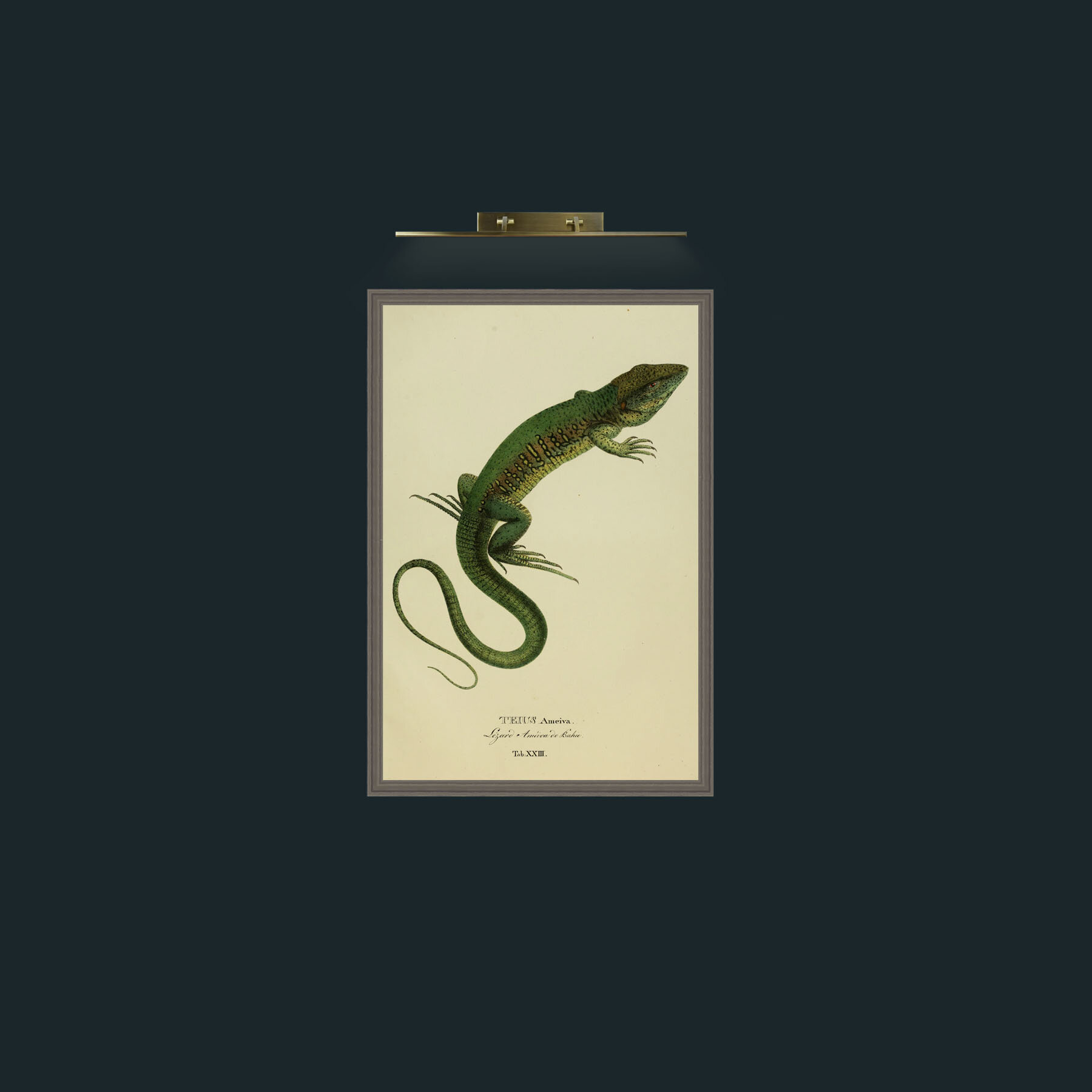 Art-Teius Ameiva-Frame-6Grey.jpg