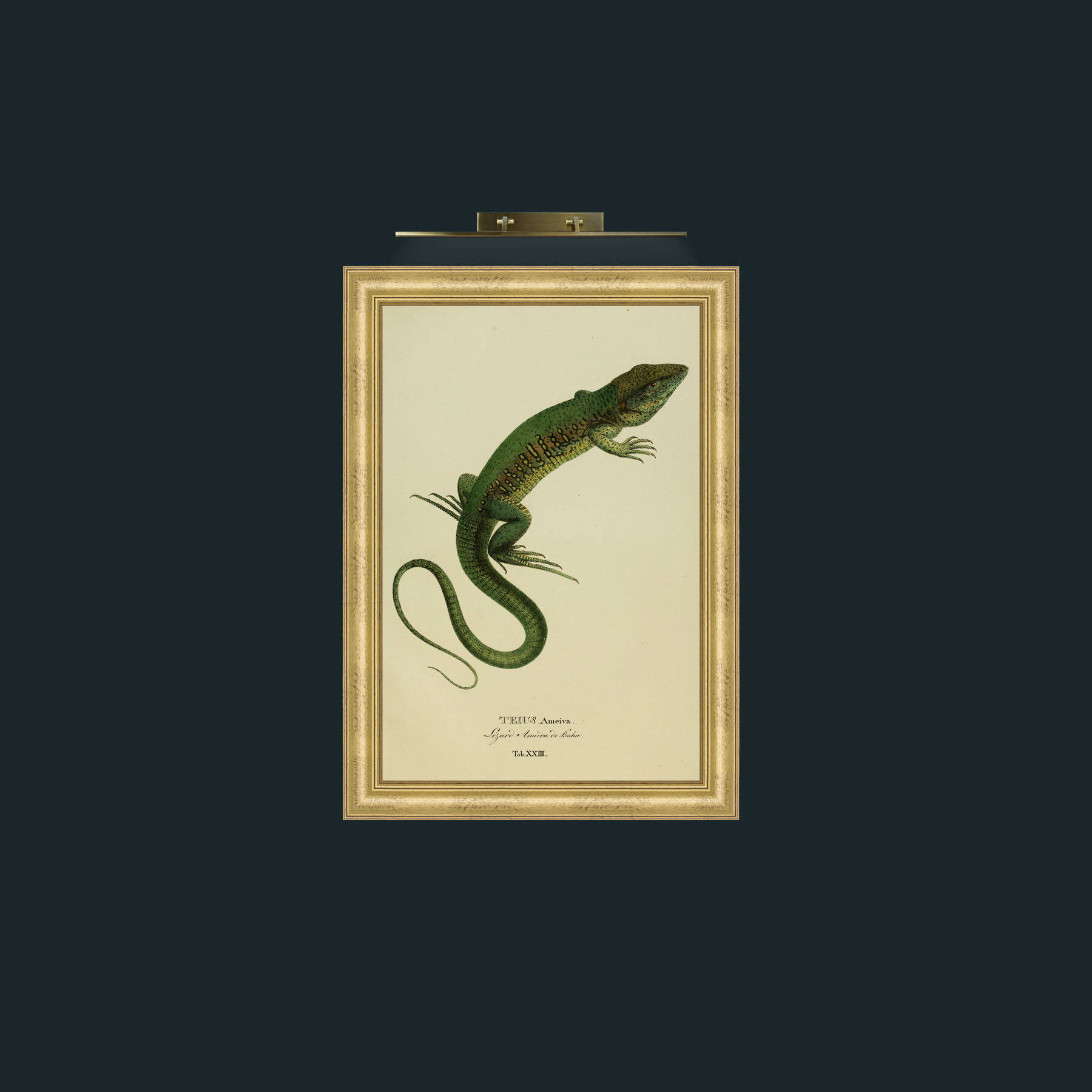 Art-Teius Ameiva-Frame-9WideGilt.jpg