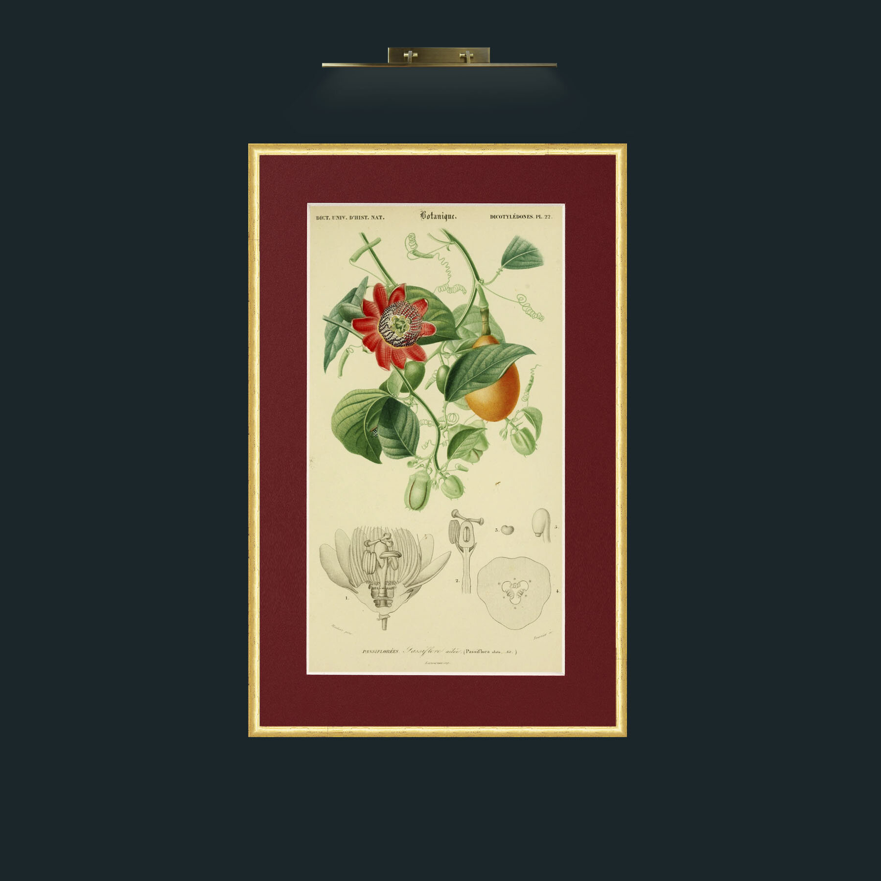 Art-Passiflora.jpg-Frame-3RoundedGilt-Mount-4Red.jpg
