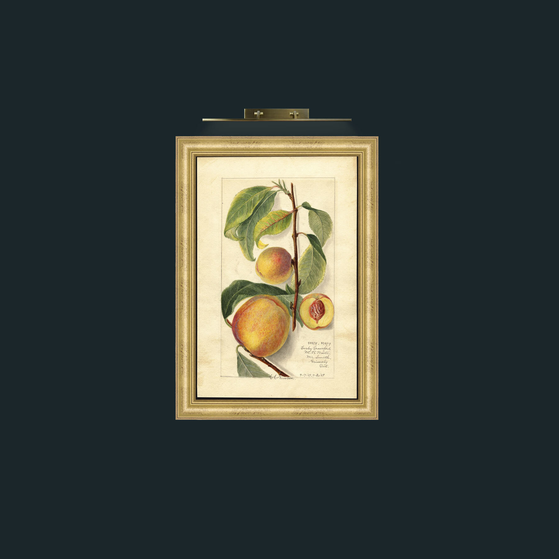 Art-Peaches-Frame-9WideGilt.jpg
