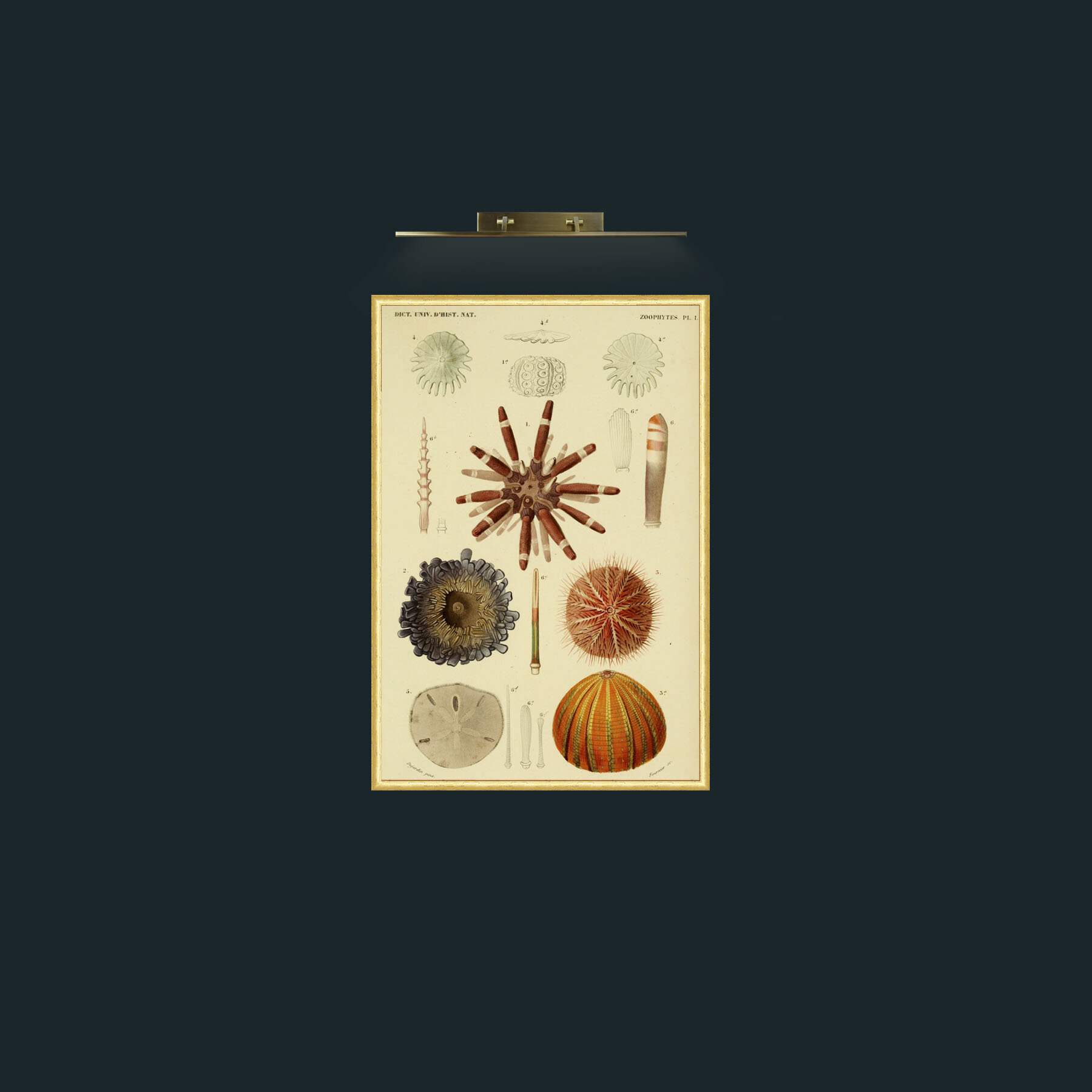 Art-Zoophytes-Frame-3RoundedGilt.jpg