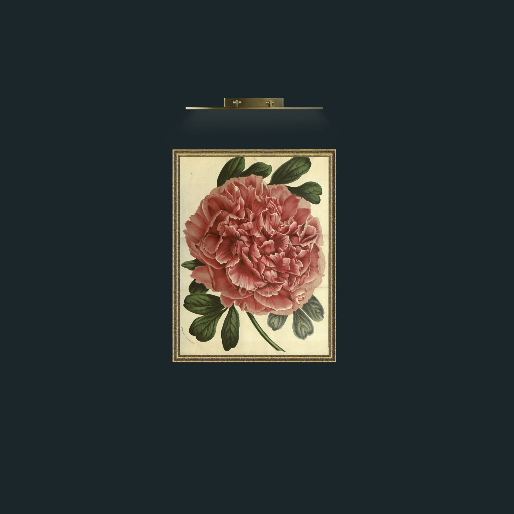 Art-Peonia Moutan.jpg
