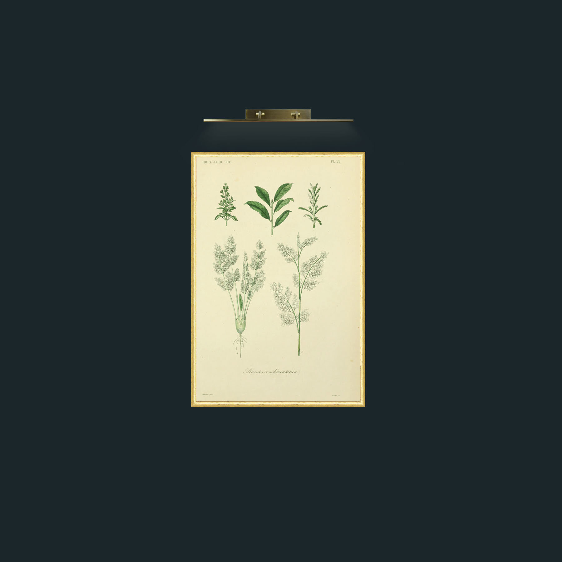 Art-Plantes Condimentairea 2-Frame-3RoundedGilt.jpg