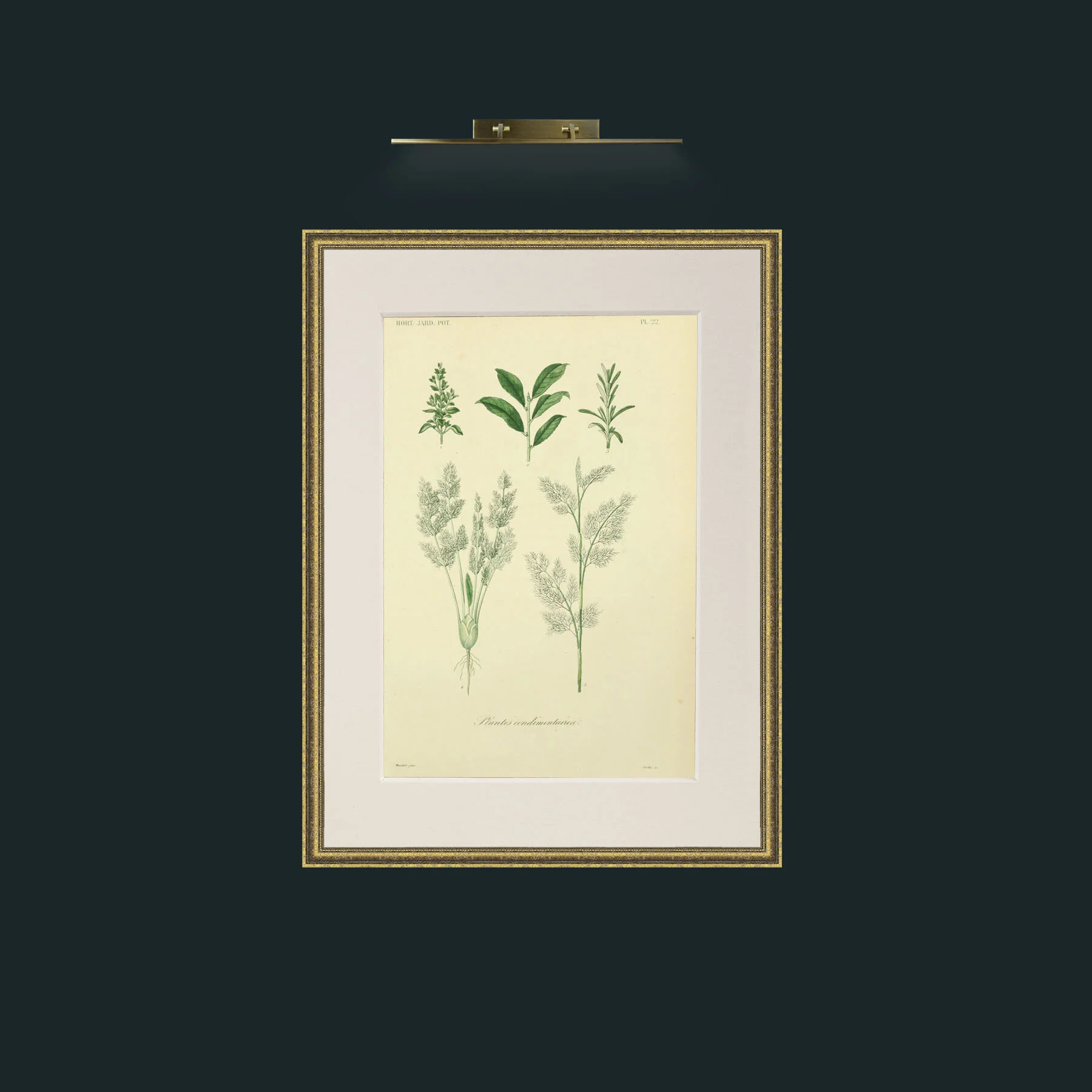 Art-Plantes Condimentairea 2.jpg-Frame-1TexturedGilt-Mount-1Antique.jpg