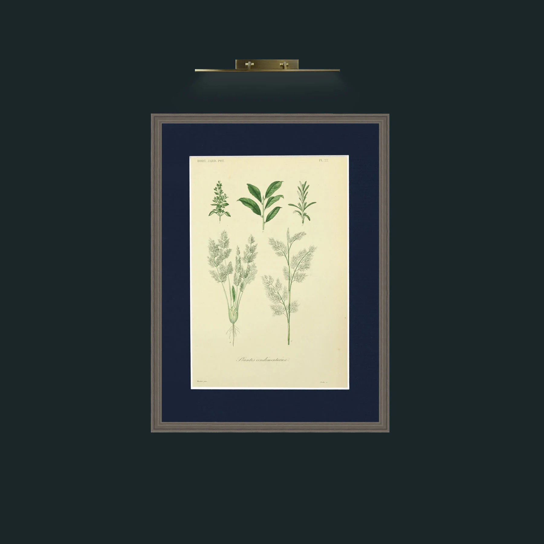 Art-Plantes Condimentairea 2.jpg-Frame-6Grey-Mount-3Blue.jpg