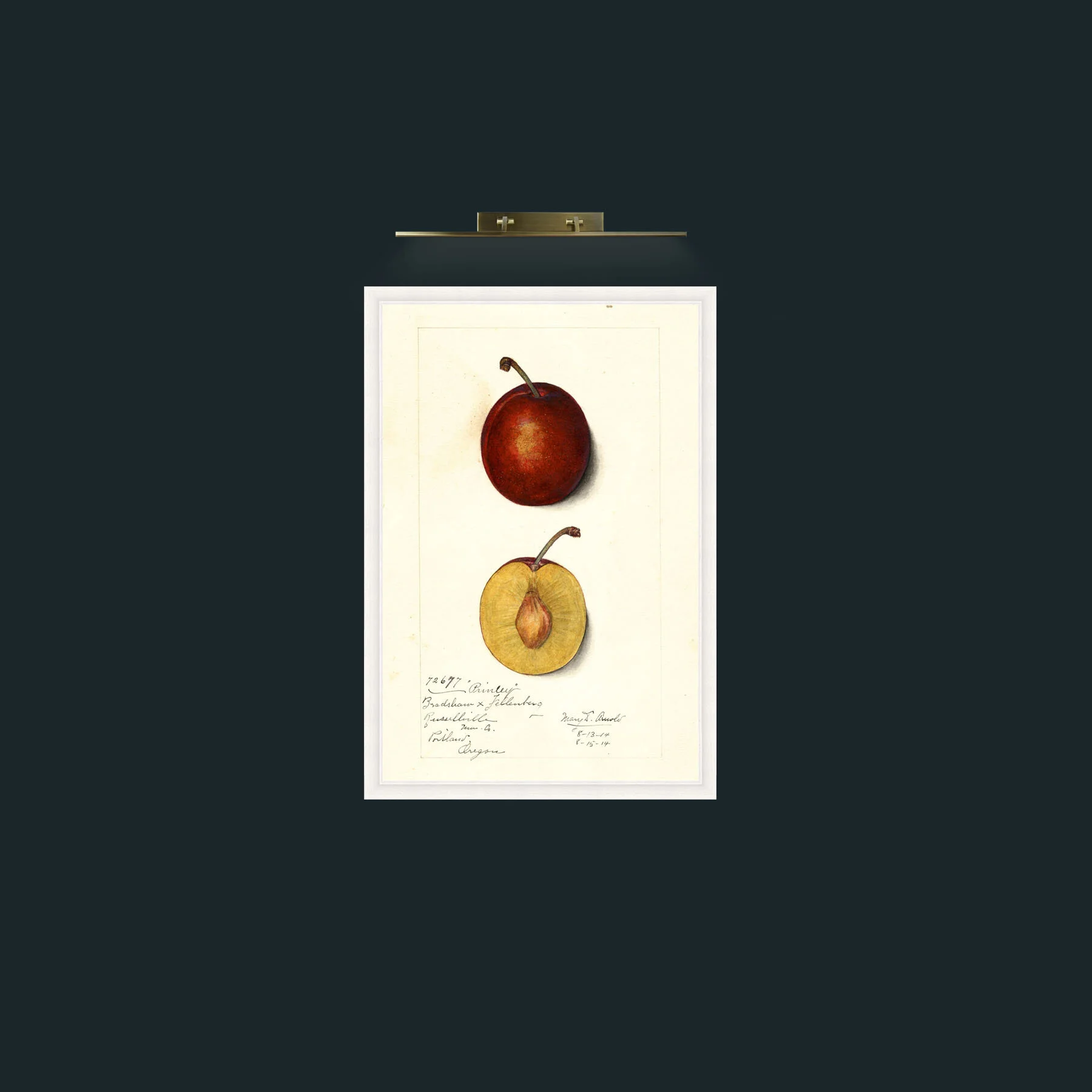 Art-Plum-Frame-5White.jpg