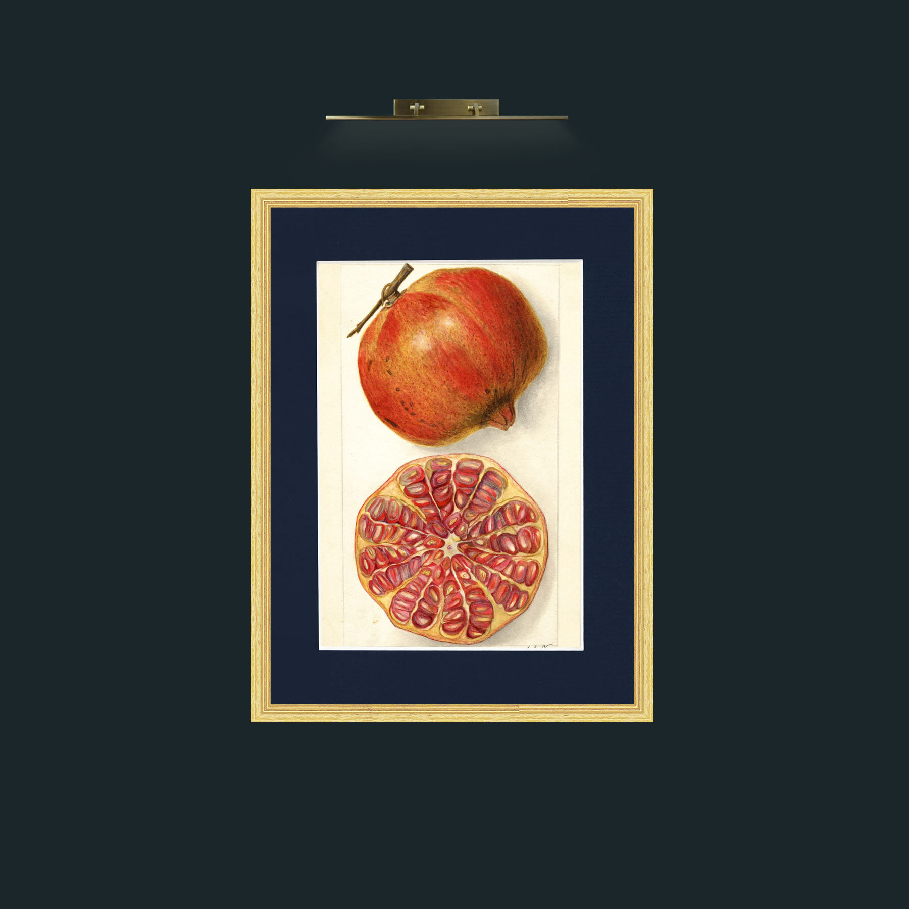 Art-Pomegranate and a half.jpg-Frame-4BevelledGilt-Mount-3Blue.jpg