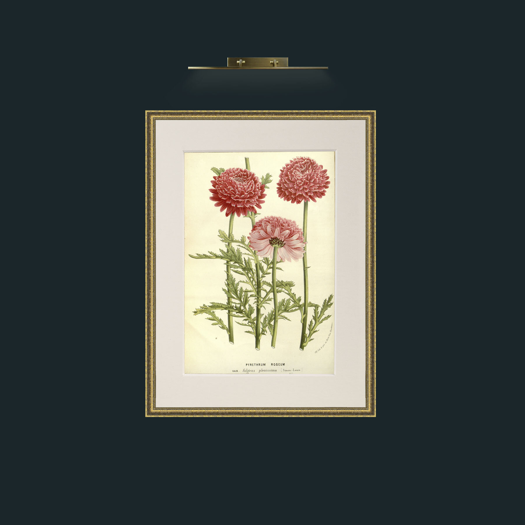 Art-Pyrethrum Roseum.jpg-Frame-1TexturedGilt-Mount-1Antique.jpg