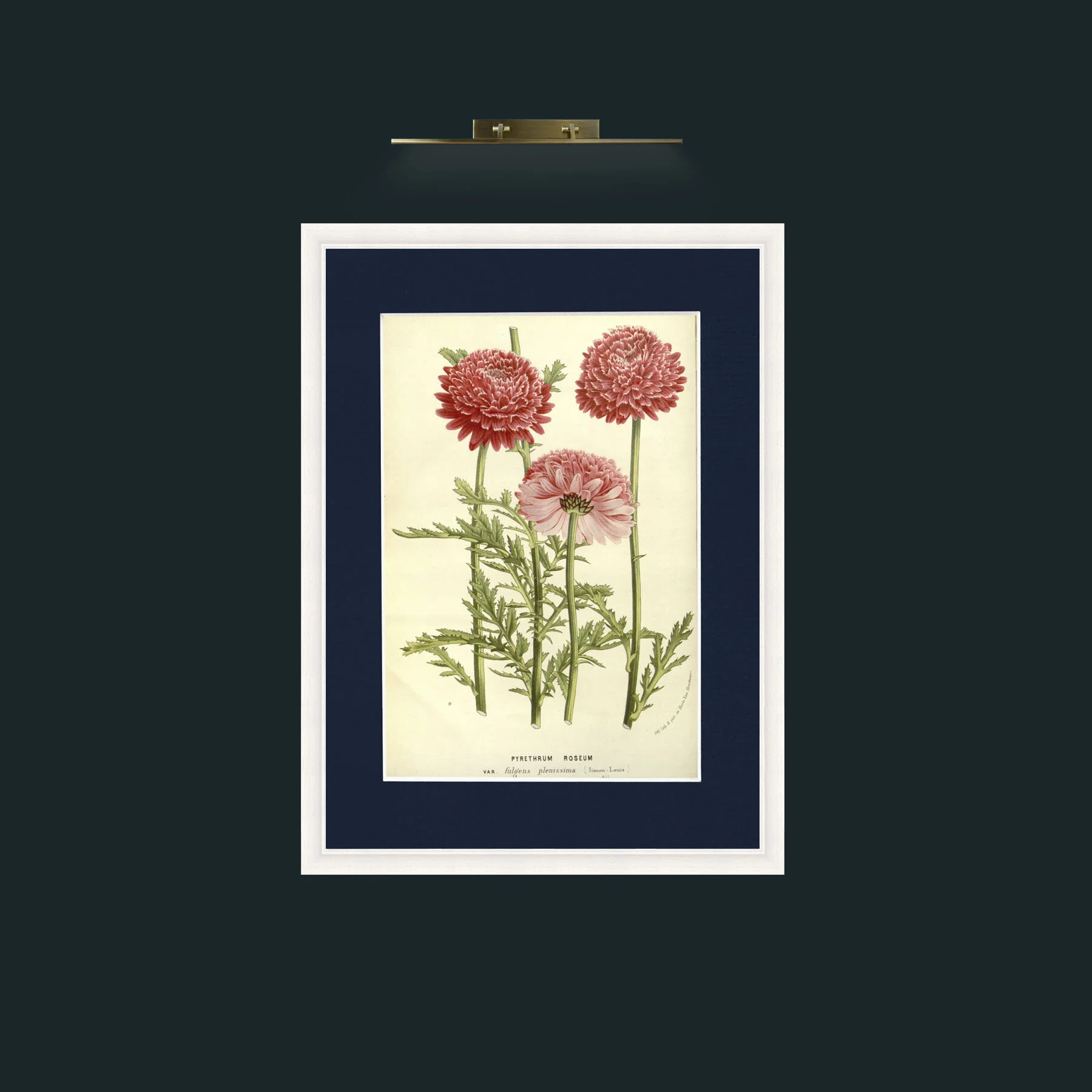 Art-Pyrethrum Roseum.jpg-Frame-5White-Mount-3Blue.jpg