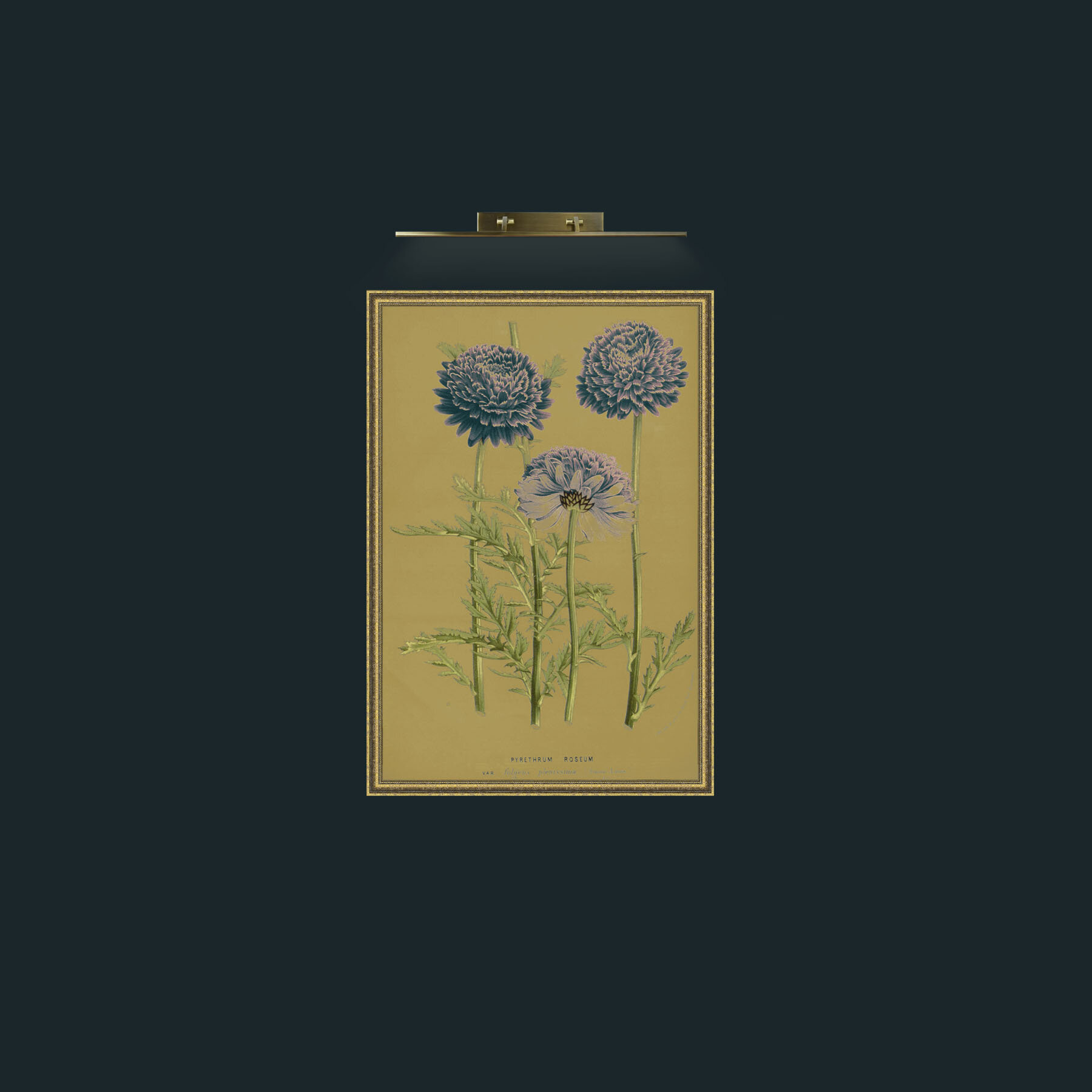 Art-Pyrethrym Roseum-Frame-1GiltTextured.jpg