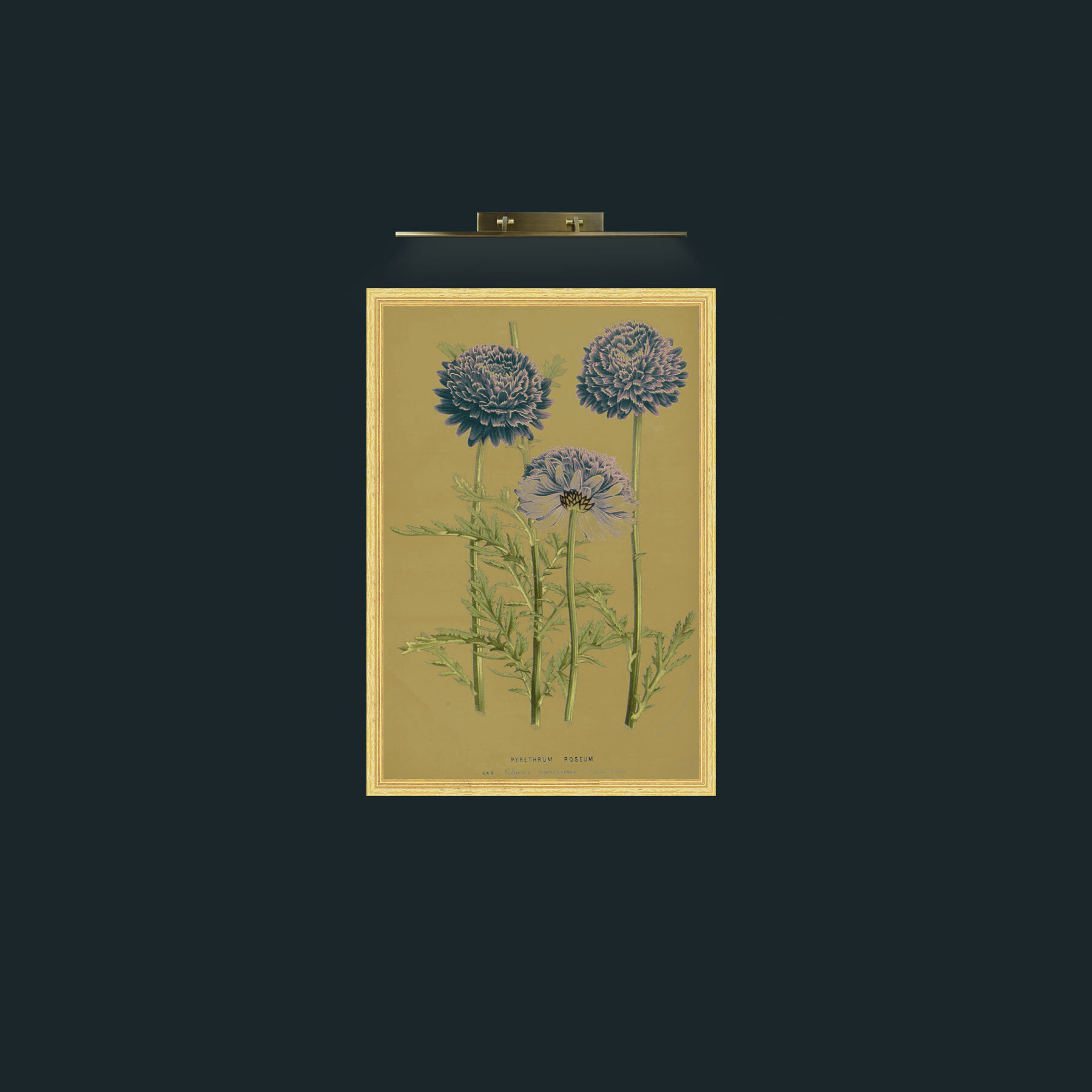 Art-Pyrethrym Roseum-Frame-4BevelledGilt.jpg