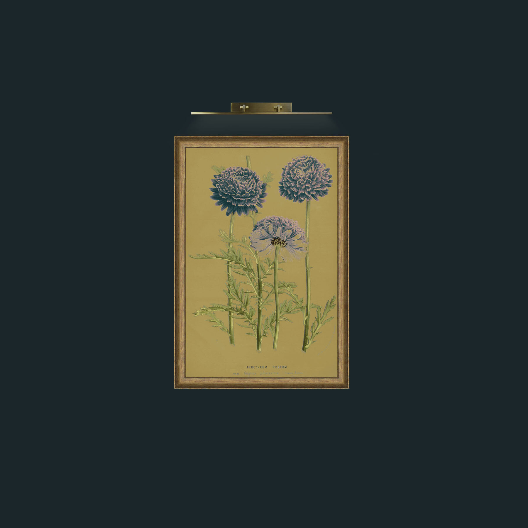 Art-Pyrethrym Roseum-Frame-8RedGreenGilt.jpg