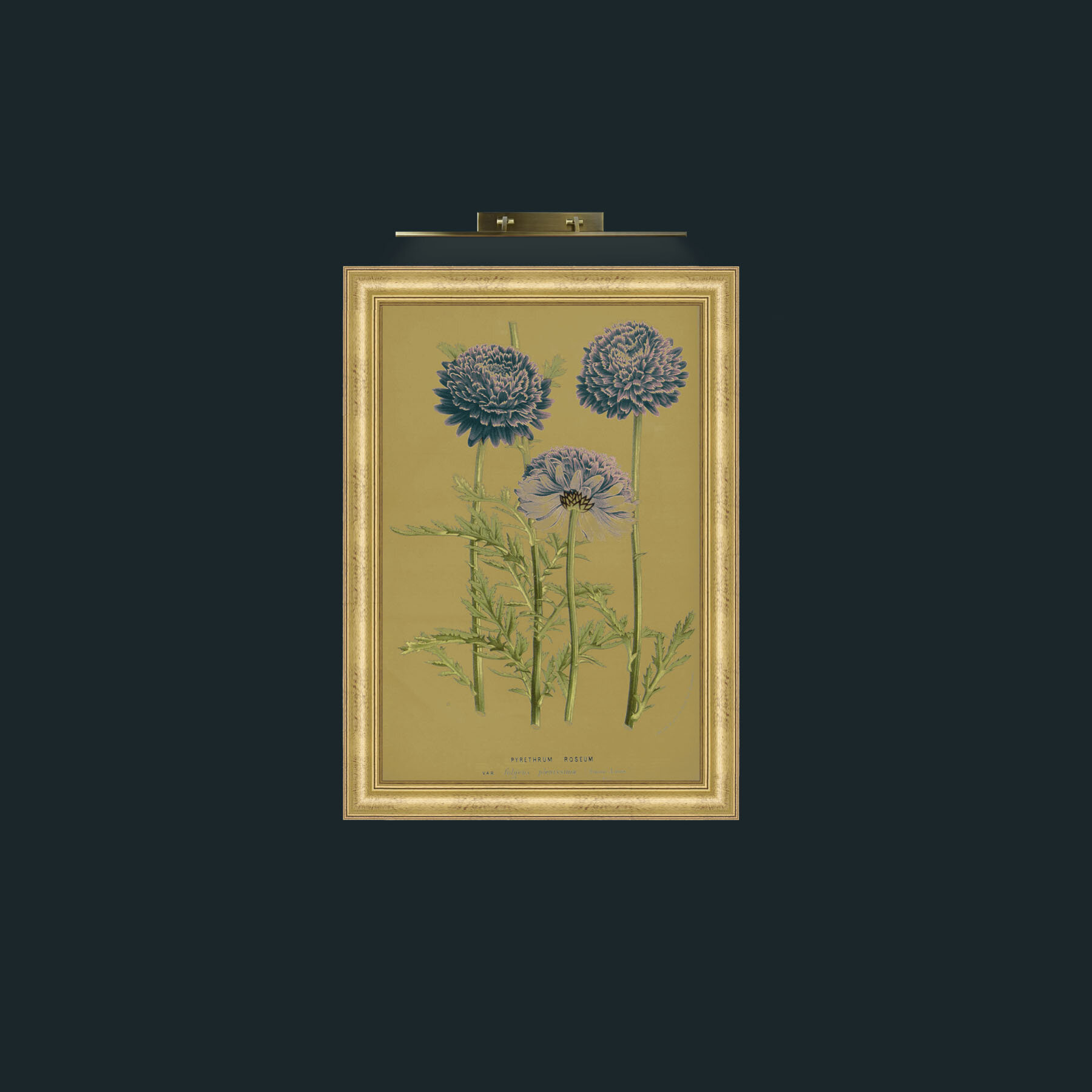 Art-Pyrethrym Roseum-Frame-9WideGilt.jpg