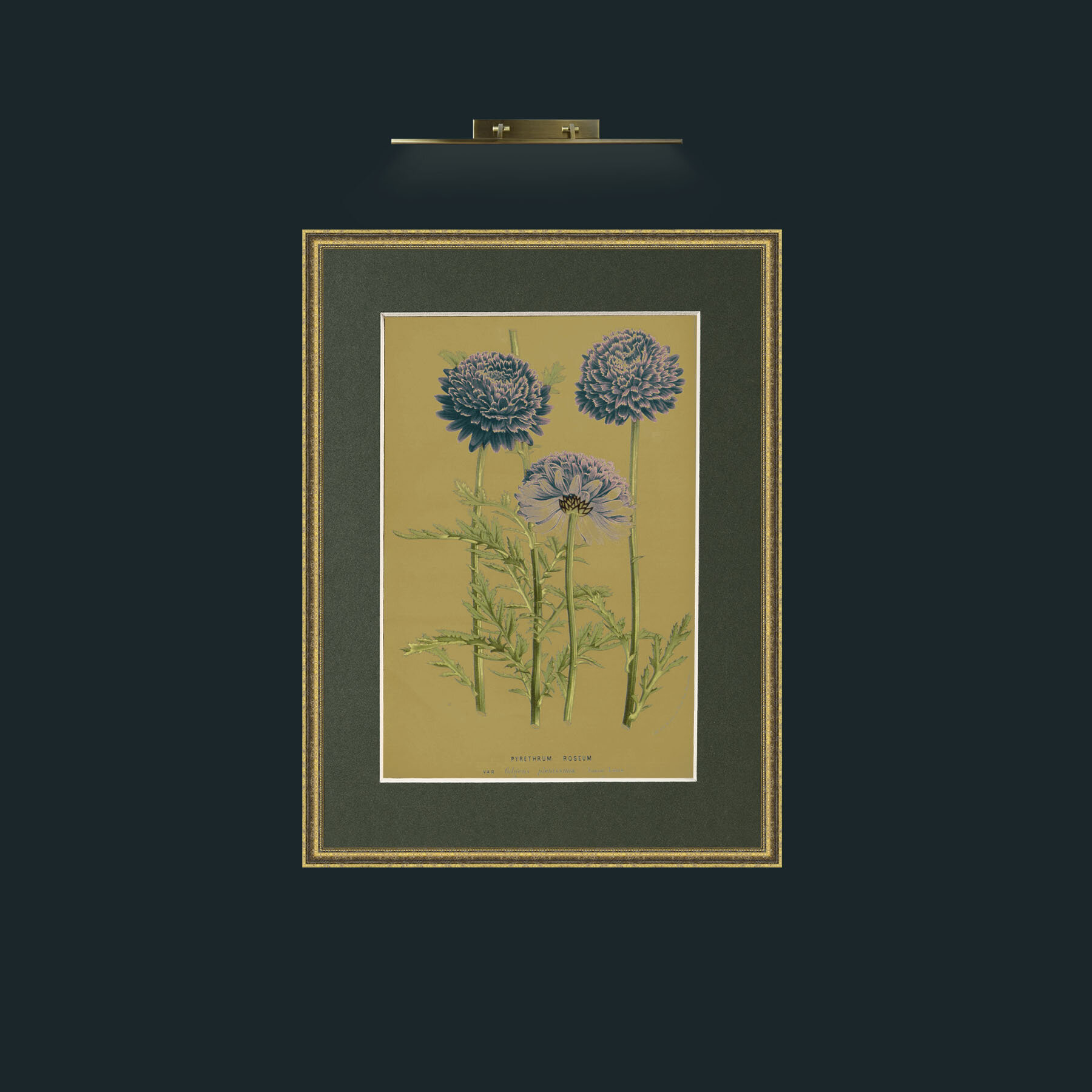 Art-Pyrethrym Roseum.jpg-Frame-1TexturedGilt-Mount-2Green.jpg