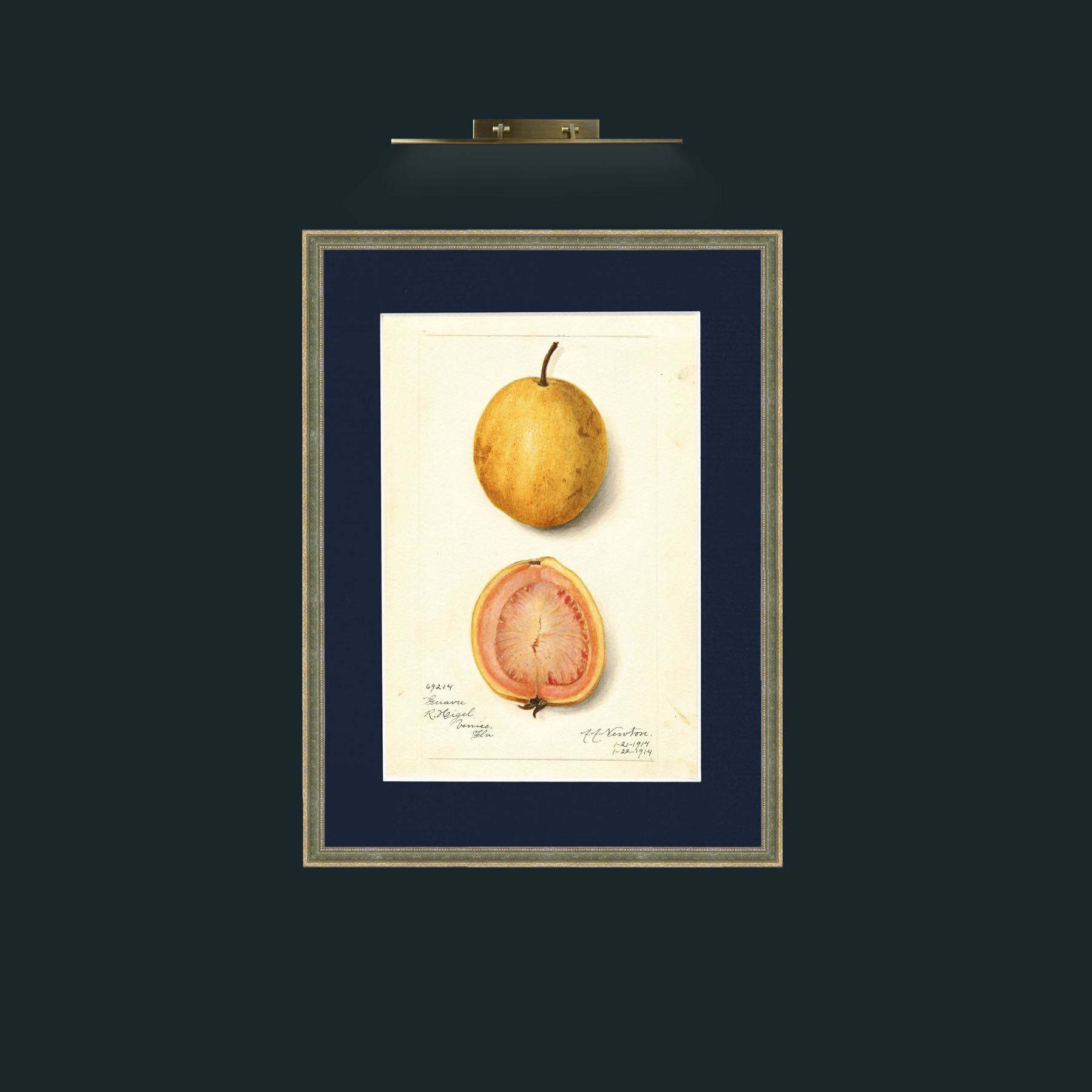 Art-Quava and a half.jpg-Frame-2GreenGiltTextured-Mount-3Blue.jpg