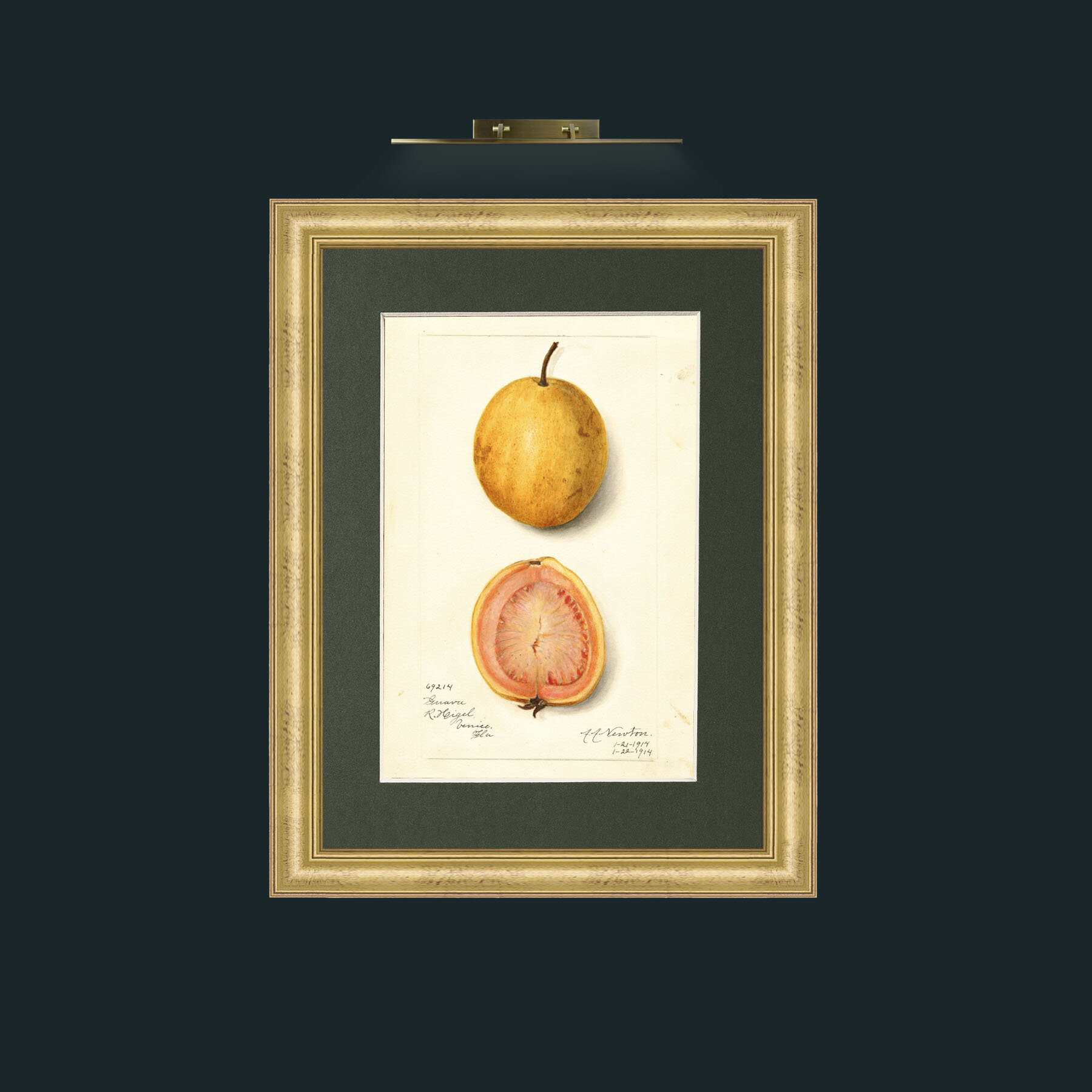 Art-Quava and a half.jpg-Frame-9WideGilt-Mount-2Green.jpg