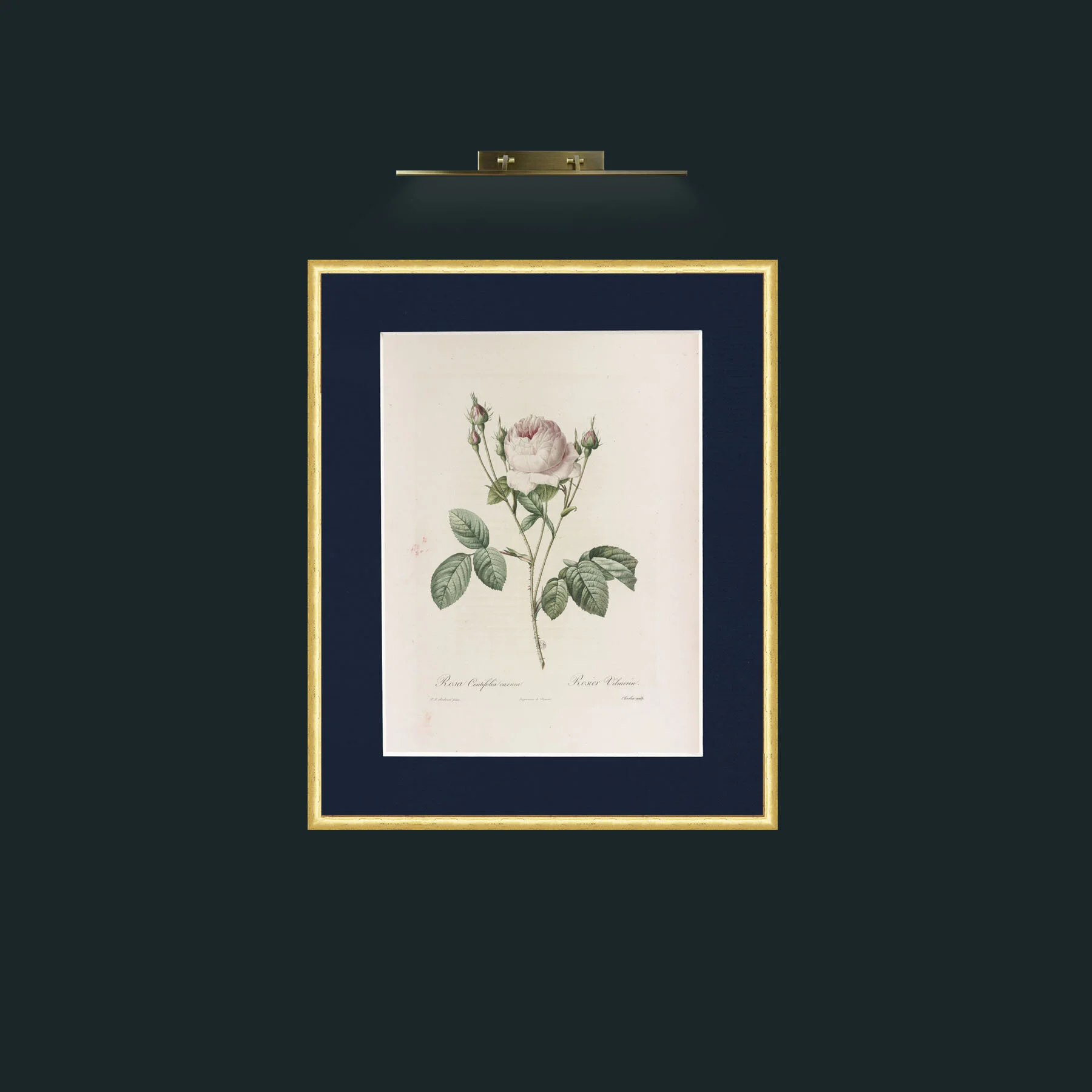 Art-Rosa Contifolia (13).jpg