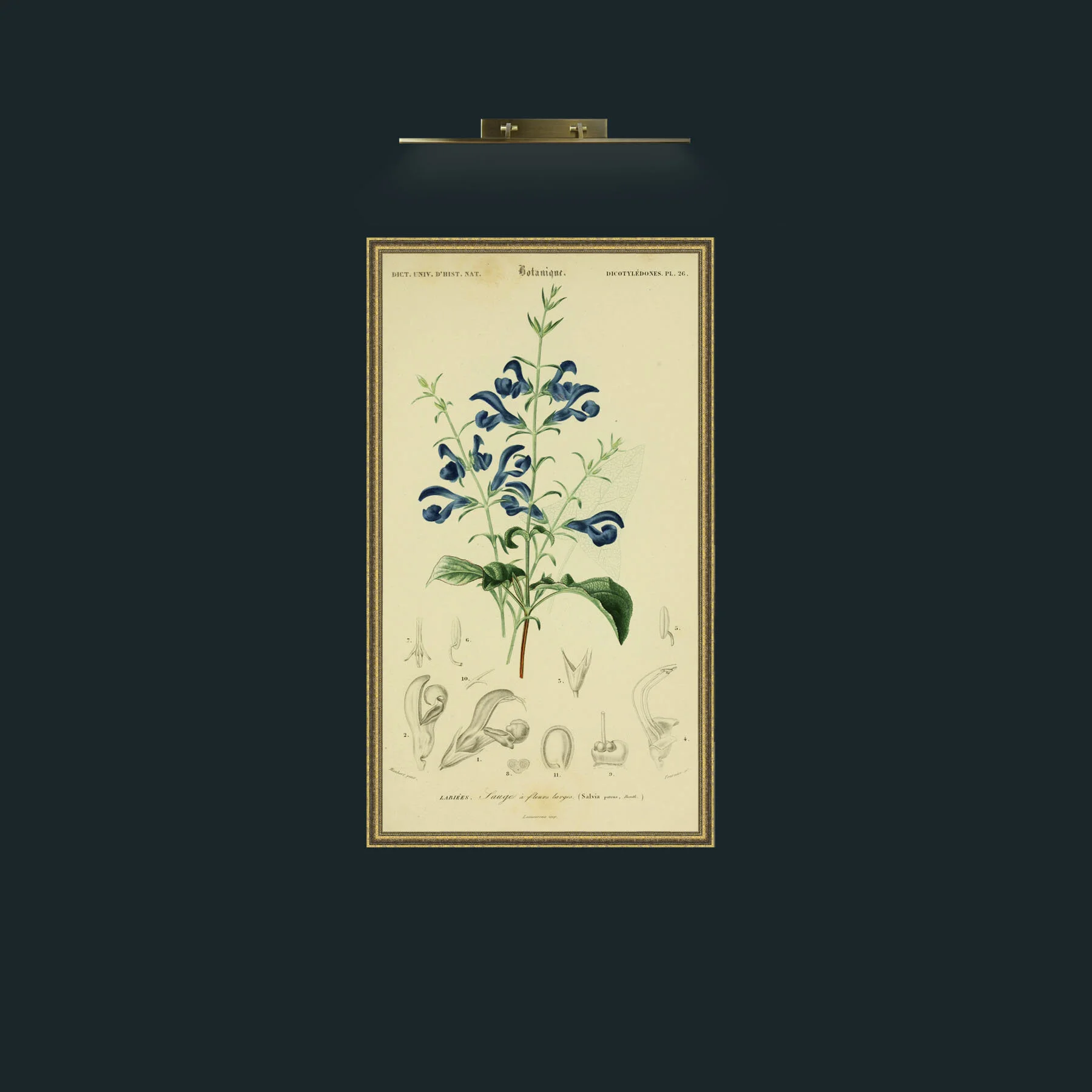Art-Salvia.jpg-Frame-1GiltTextured.jpg