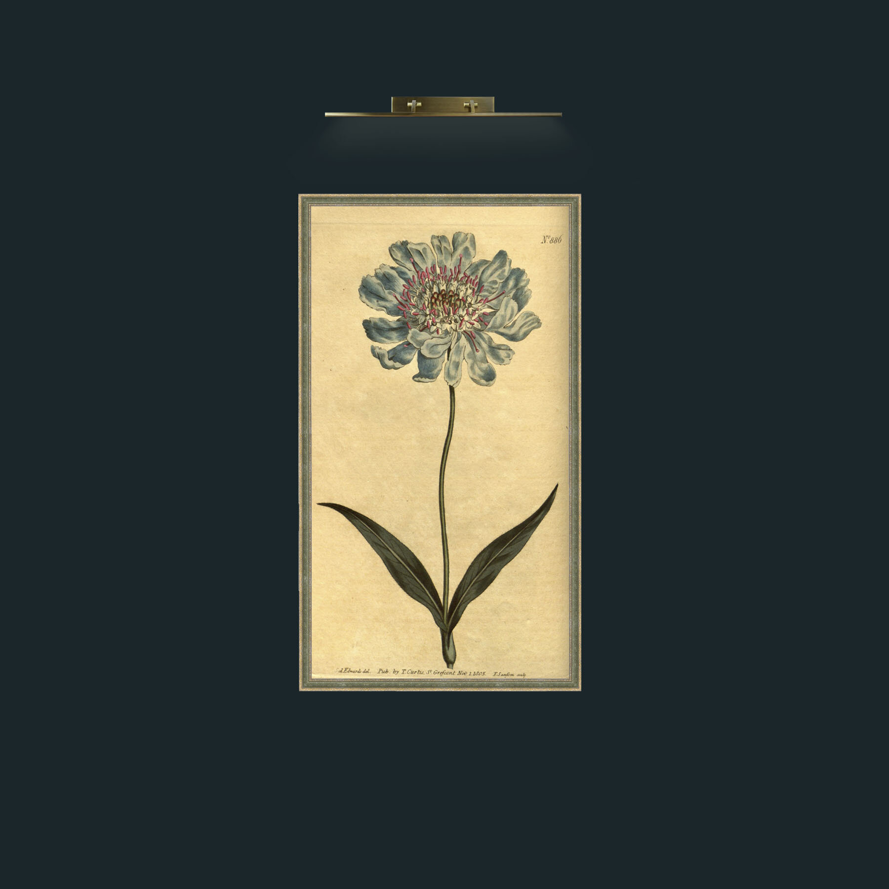 Art-Scabious.jpg-Frame-2GreenGiltTextured.jpg