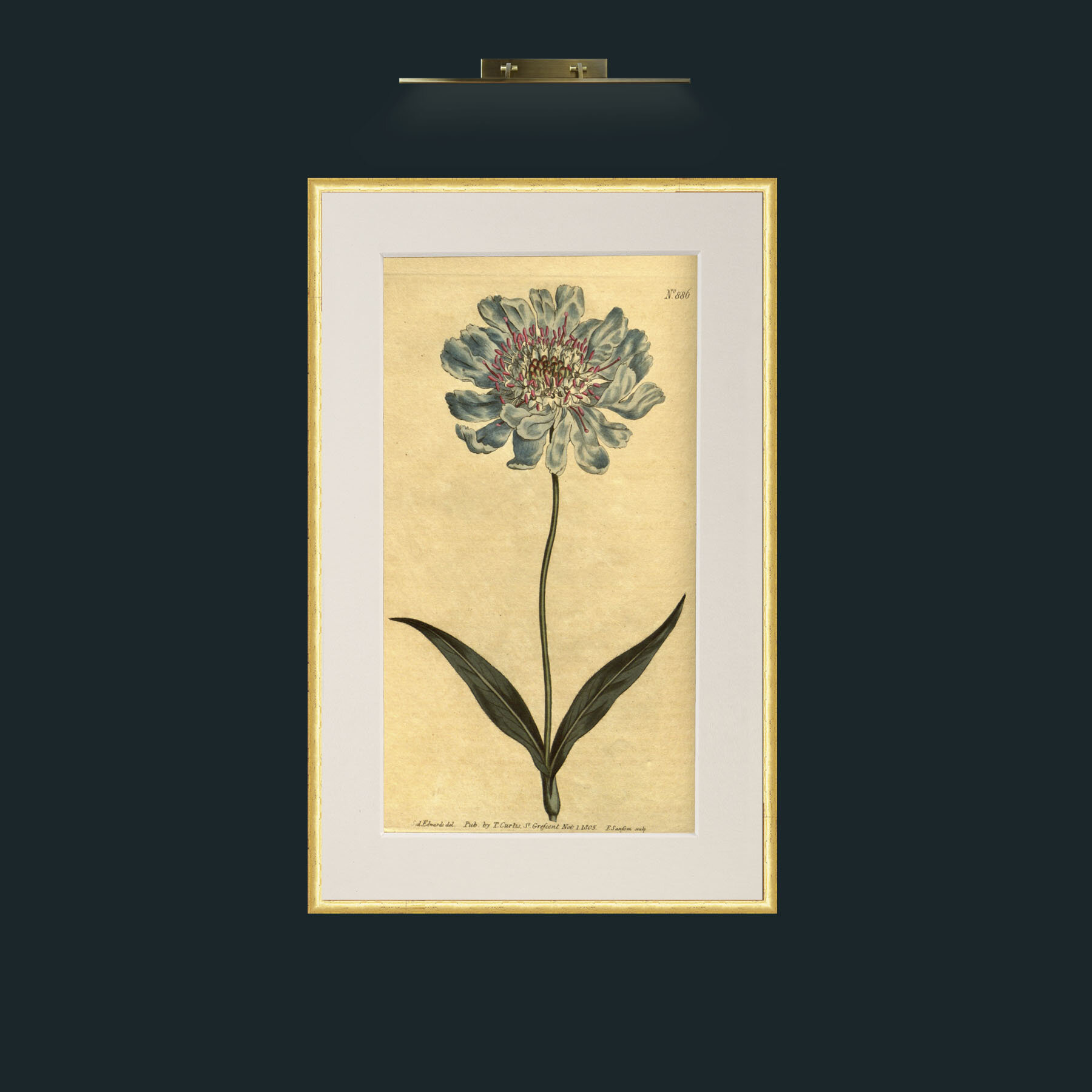 Art-Scabious.jpg-Frame-3RoundedGilt-Mount-1Antique.jpg