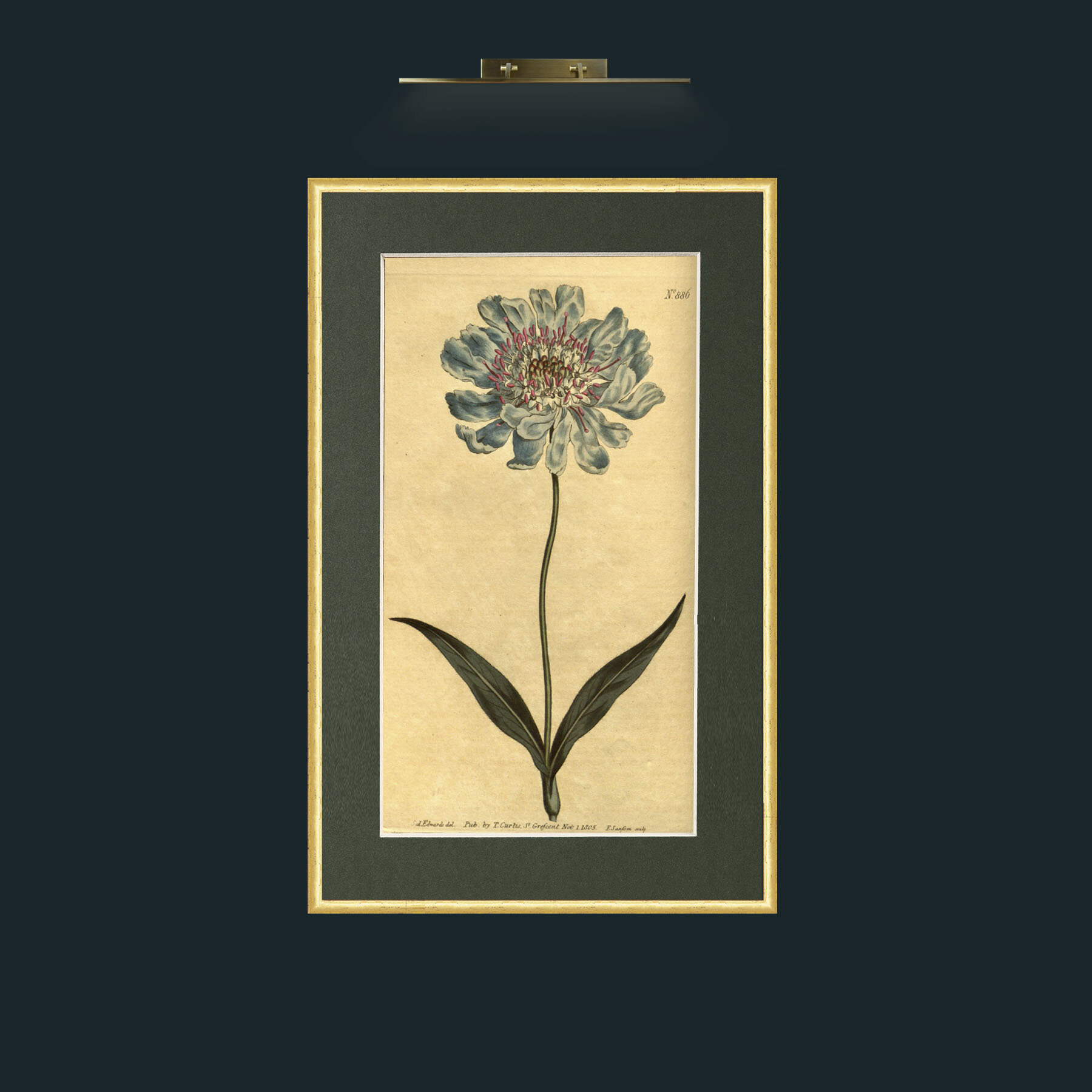 Art-Scabious.jpg-Frame-3RoundedGilt-Mount-2Green.jpg