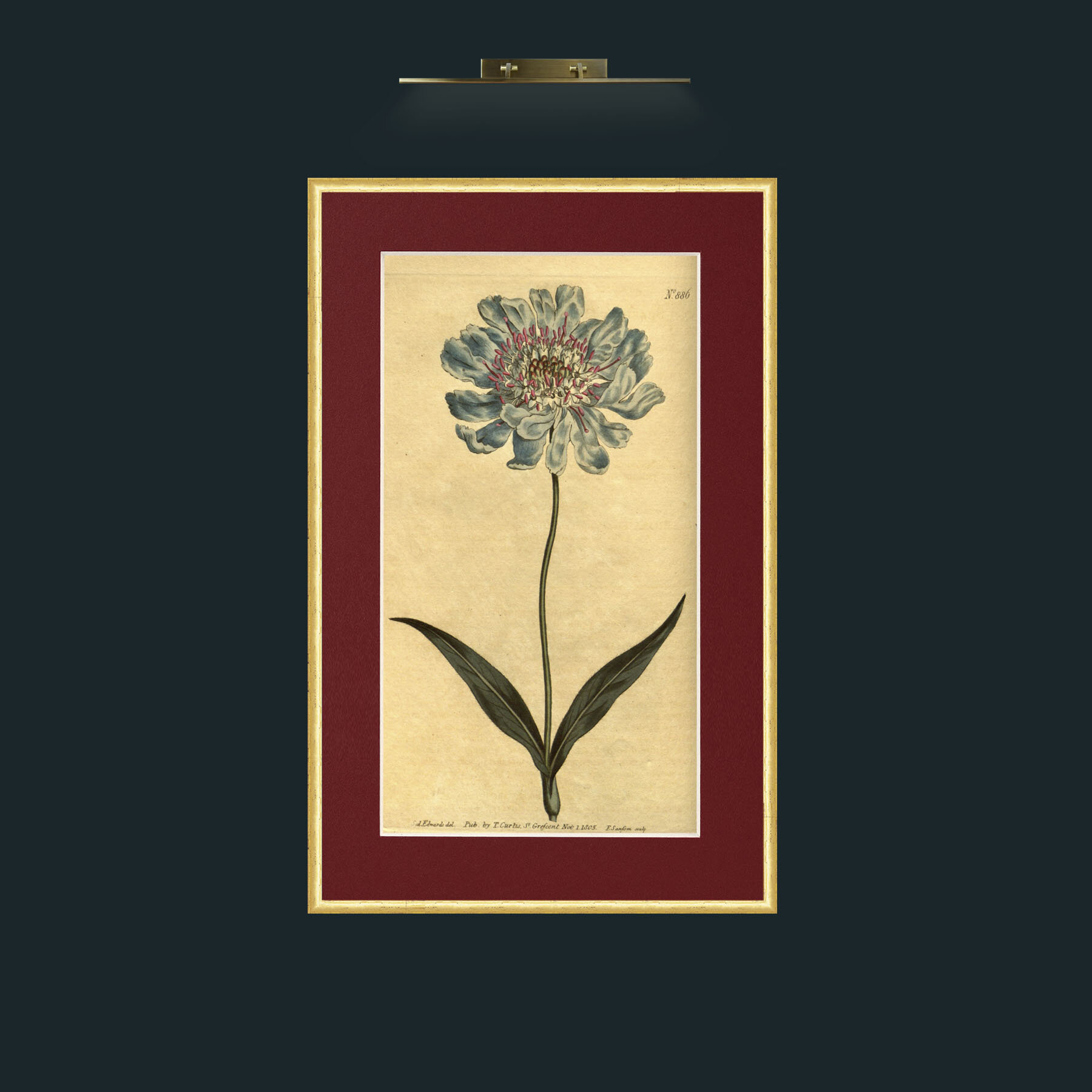 Art-Scabious.jpg-Frame-3RoundedGilt-Mount-4Red.jpg