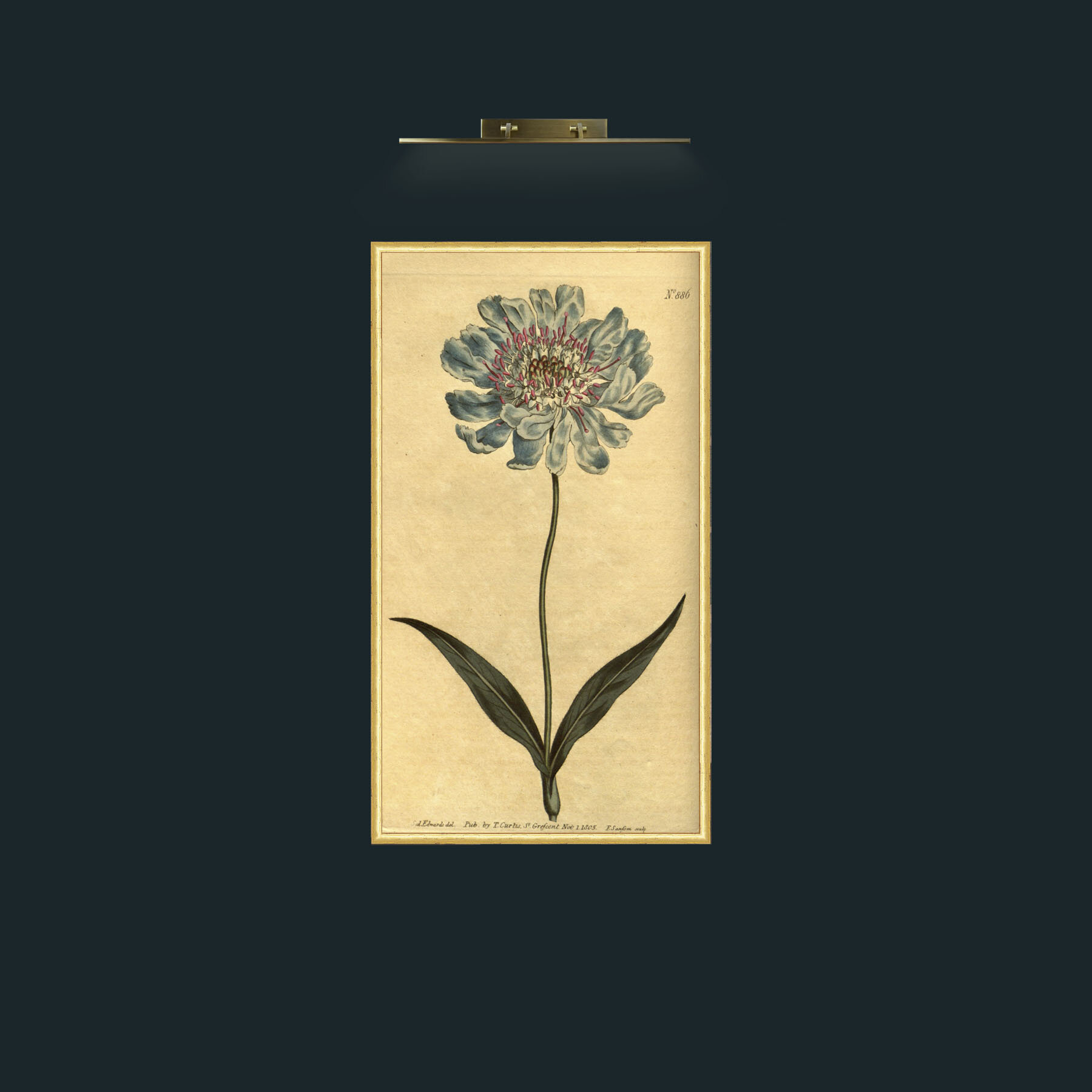 Art-Scabious.jpg-Frame-3RoundedGilt.jpg