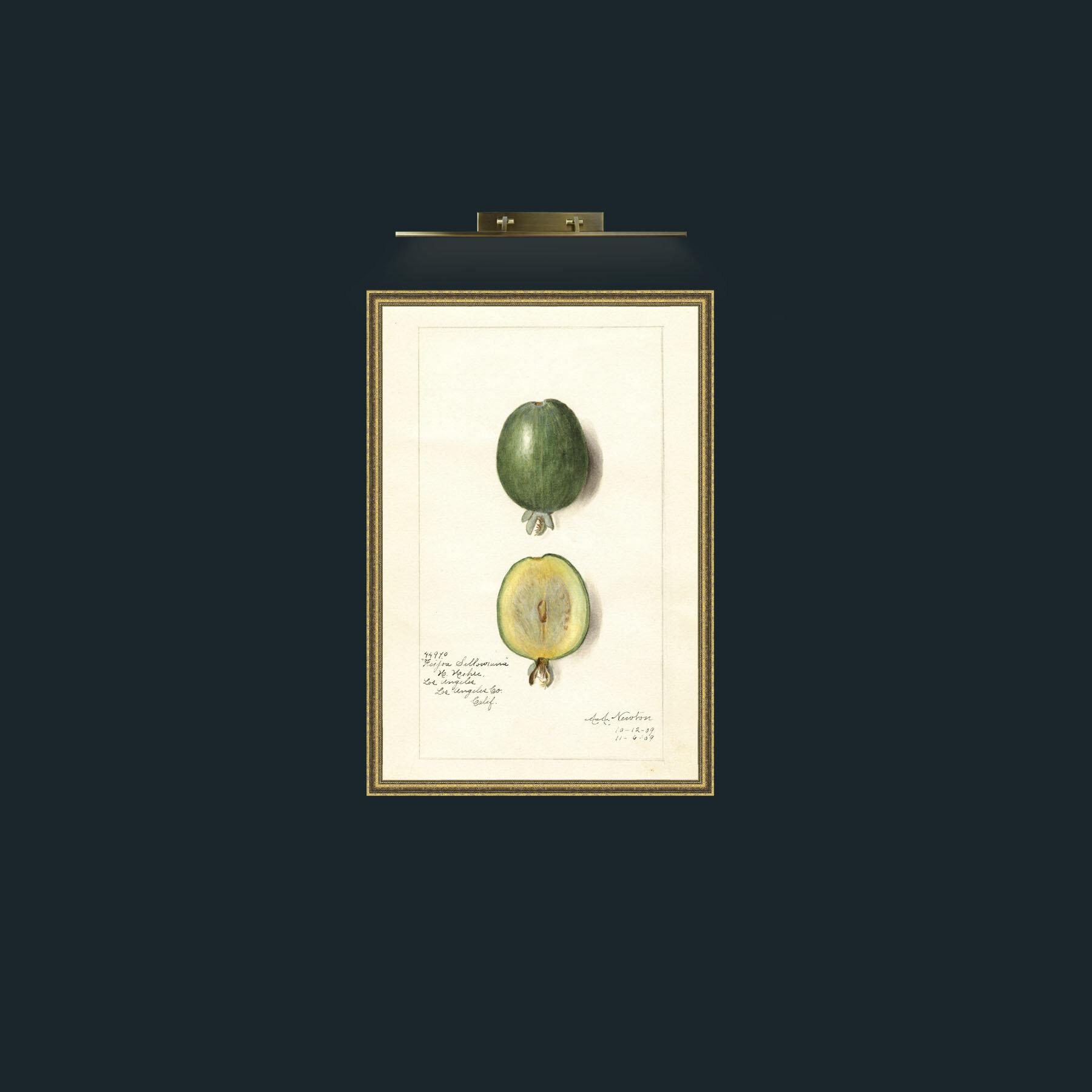Art-Sellowiana-Frame-1GiltTextured.jpg