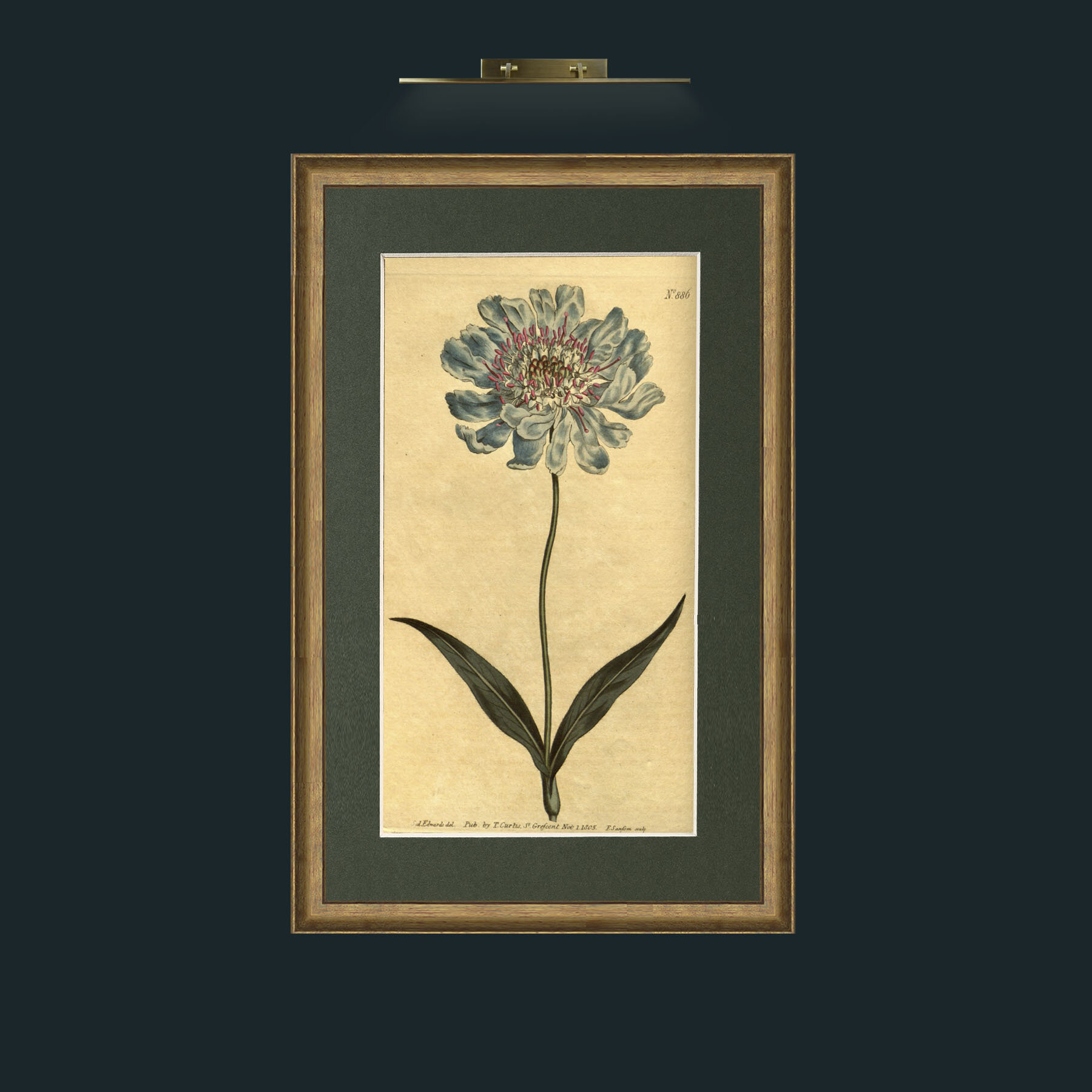 Art-Scabious.jpg-Frame-8RedGreenGilt-Mount-2Green.jpg