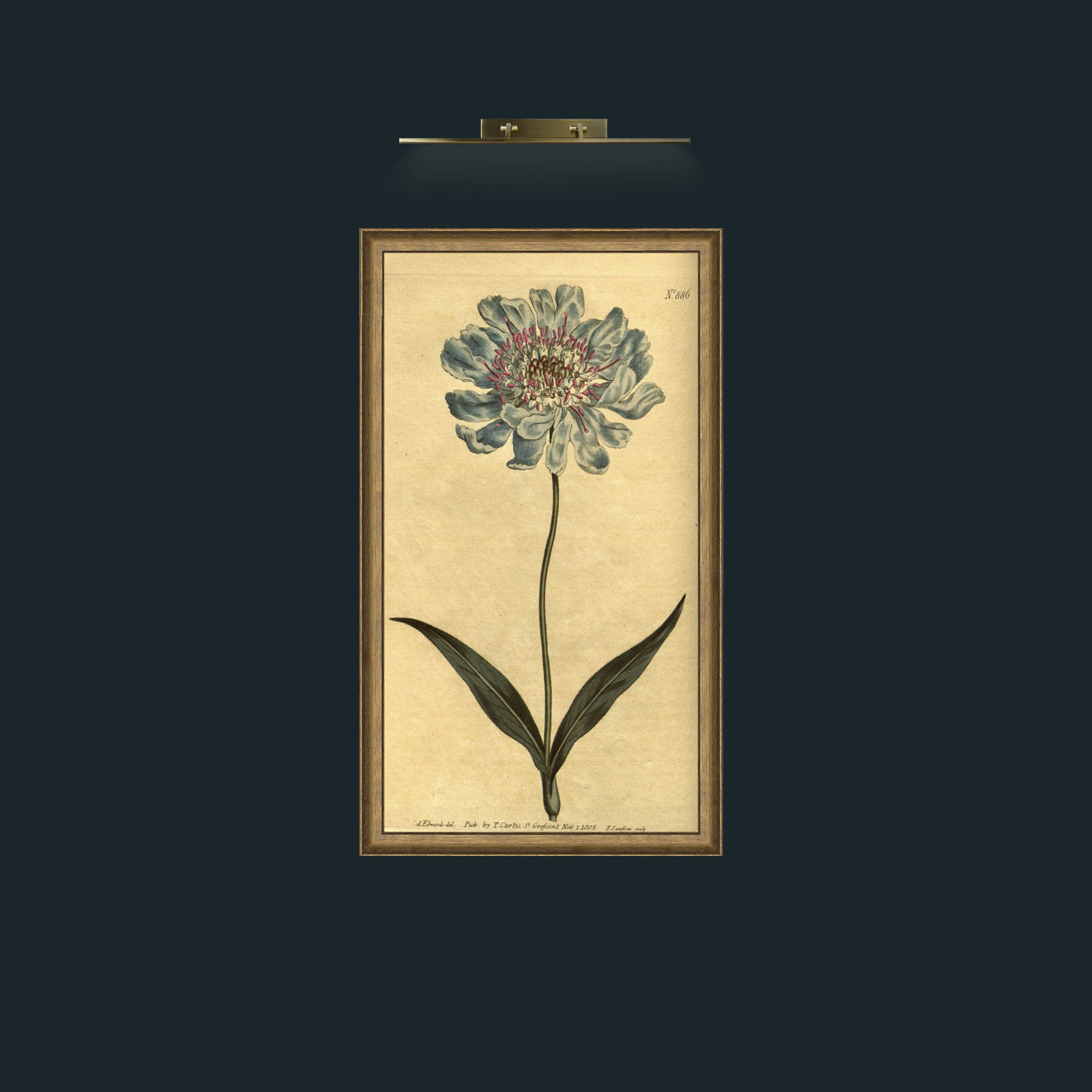 Art-Scabious.jpg-Frame-8RedGreenGilt.jpg