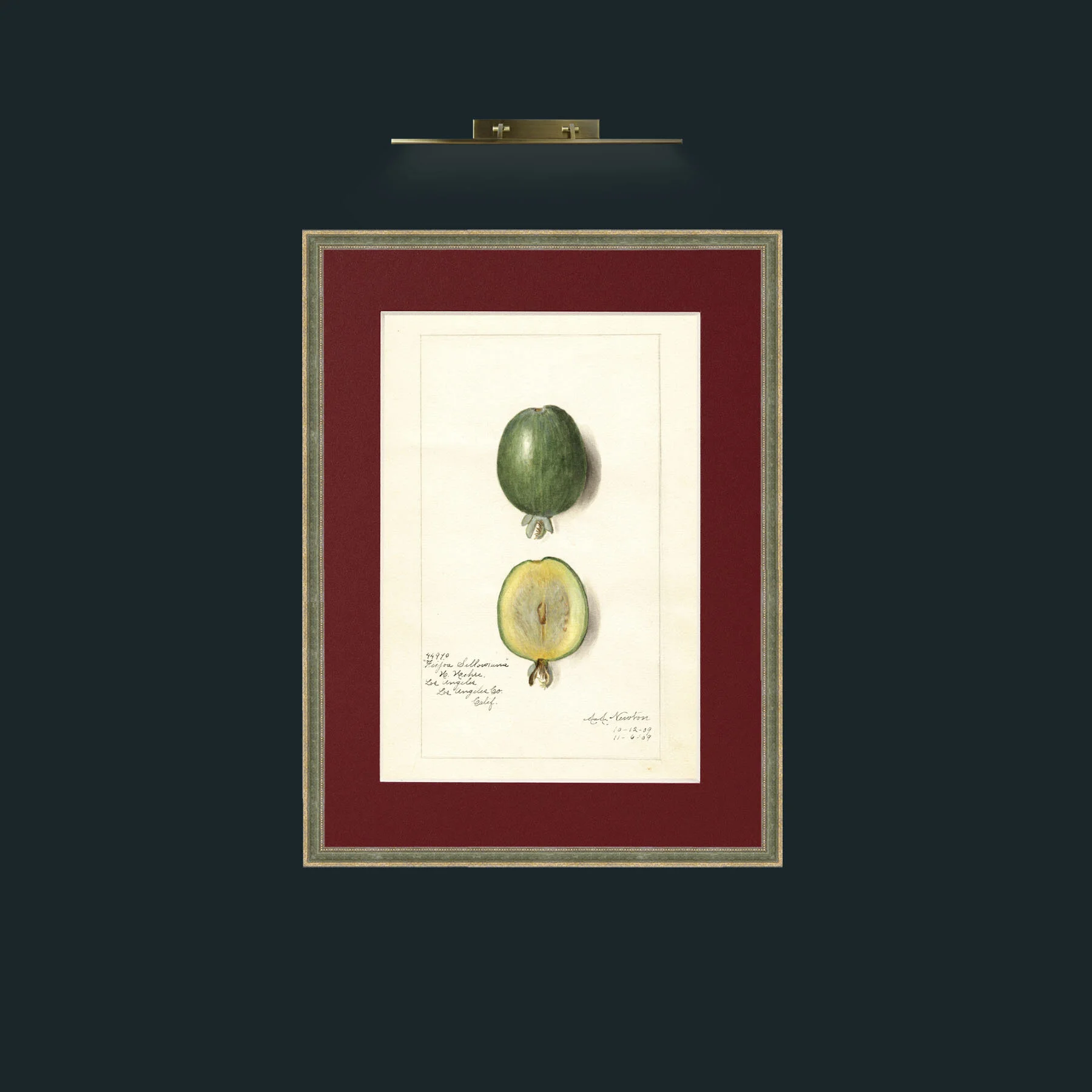 Art-Sellowiana.jpg-Frame-2GreenGiltTextured-Mount-4Red.jpg