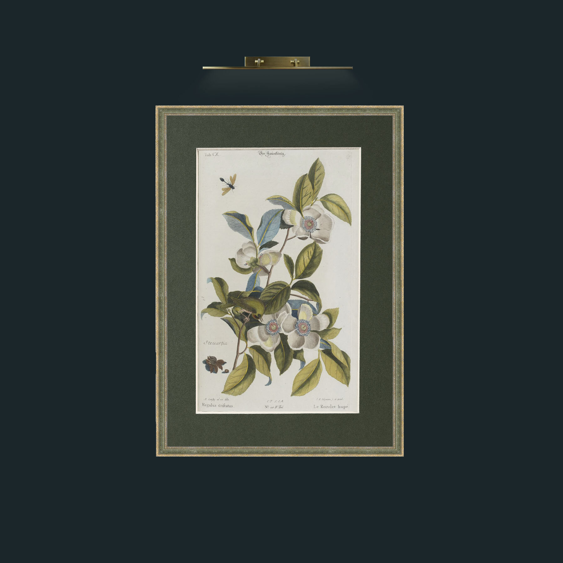 Art-Steuartia.jpg-Frame-2GreenGiltTextured-Mount-2Green.jpg
