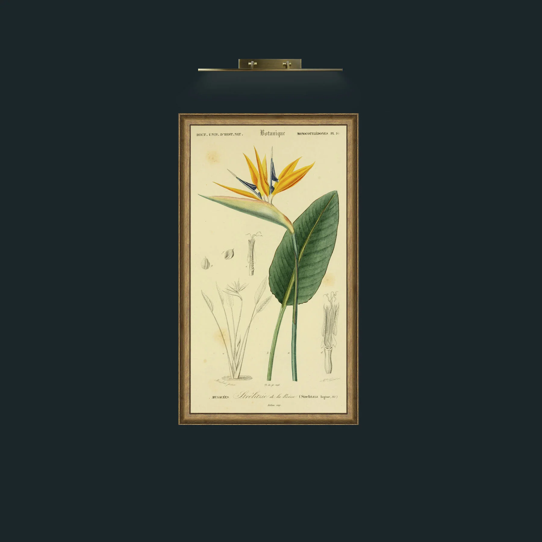 Art-Strelitzia.jpg-Frame-8RedGreenGilt.jpg