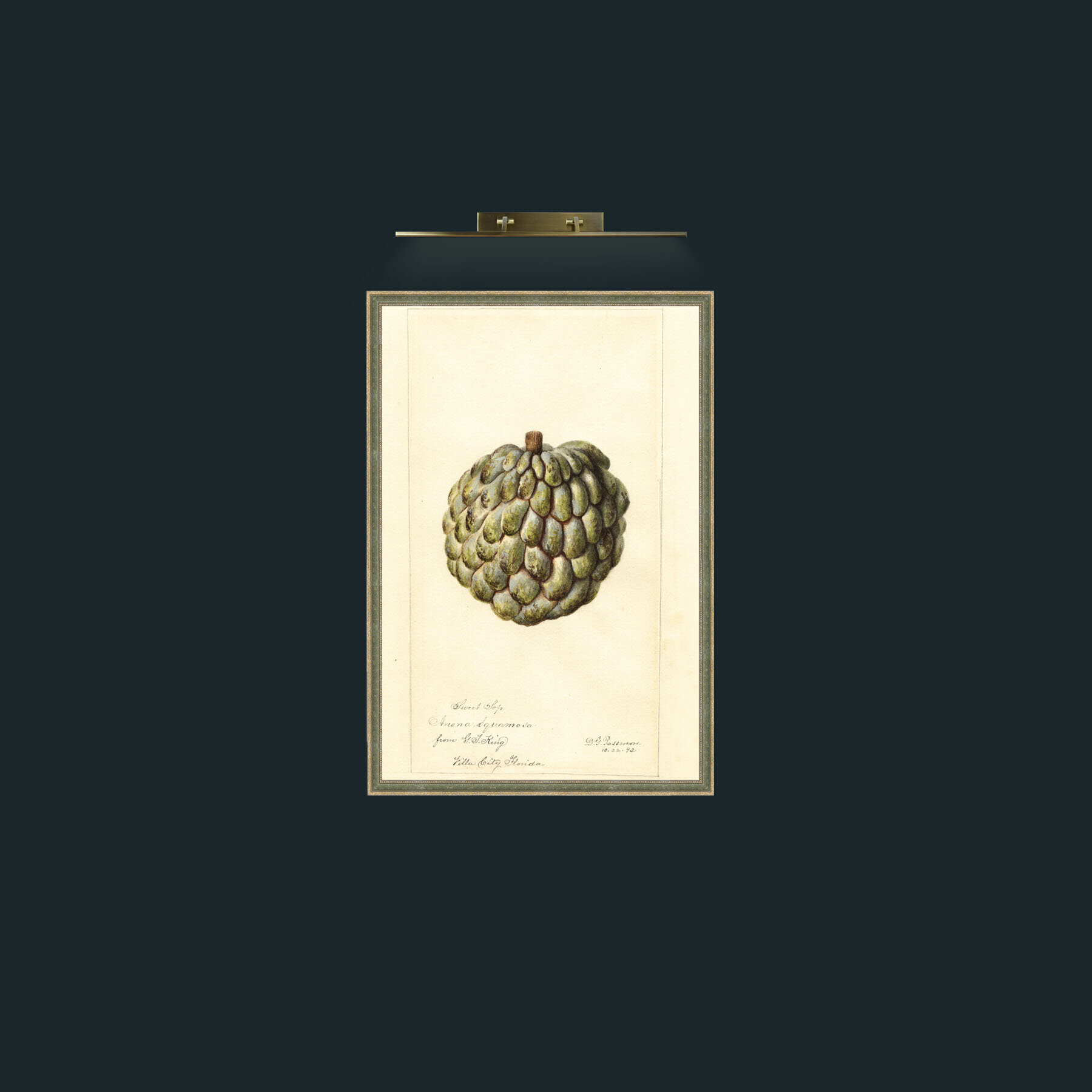 Art-Sugar Apple-Frame-2GreenGiltTextured.jpg