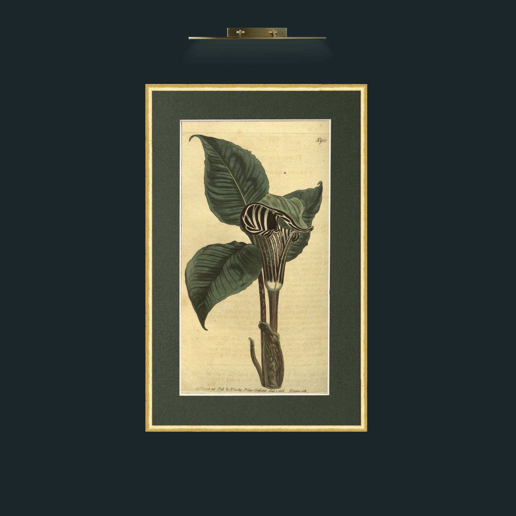 Art-Zebra Flowered Arum.jpg-Frame-3RoundedGilt-Mount-2Green.jpg