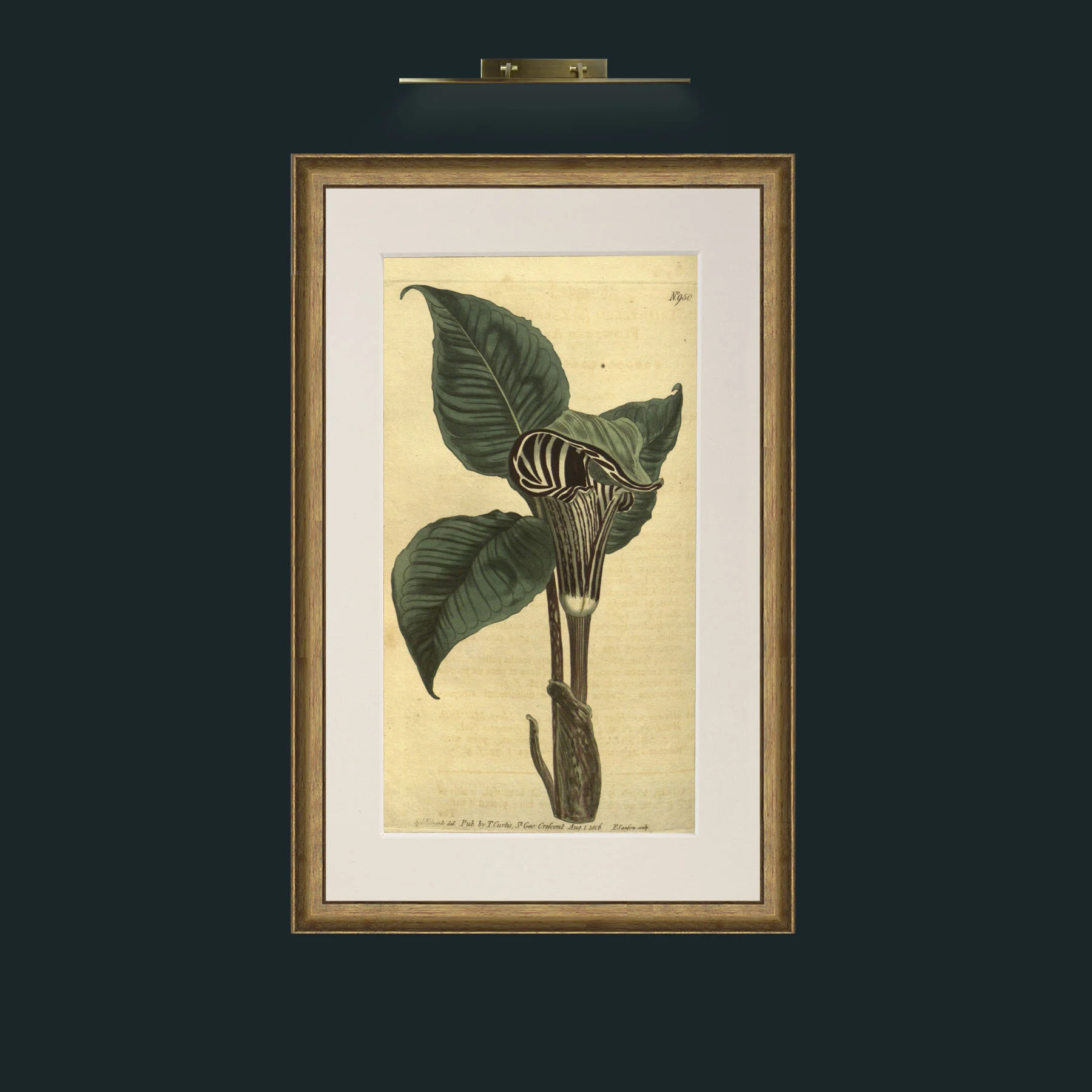 Art-Zebra Flowered Arum.jpg-Frame-8RedGreenGilt-Mount-1Antique.jpg