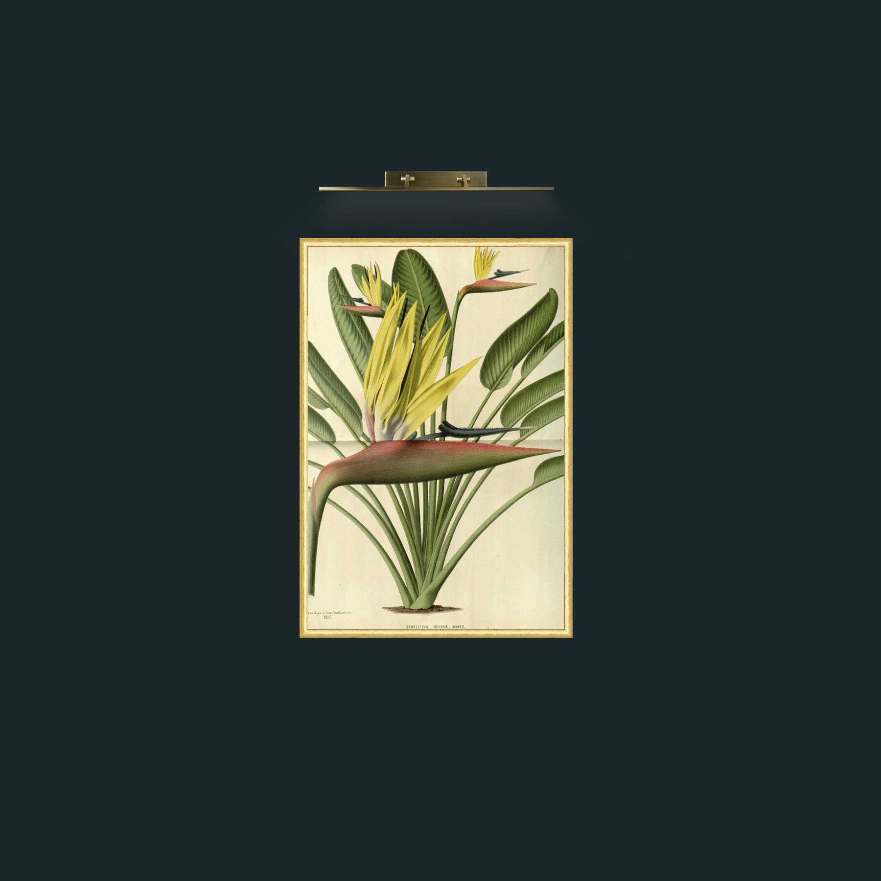 Art-Bird of Paradise Flower-Frame-3RoundedGilt.jpg