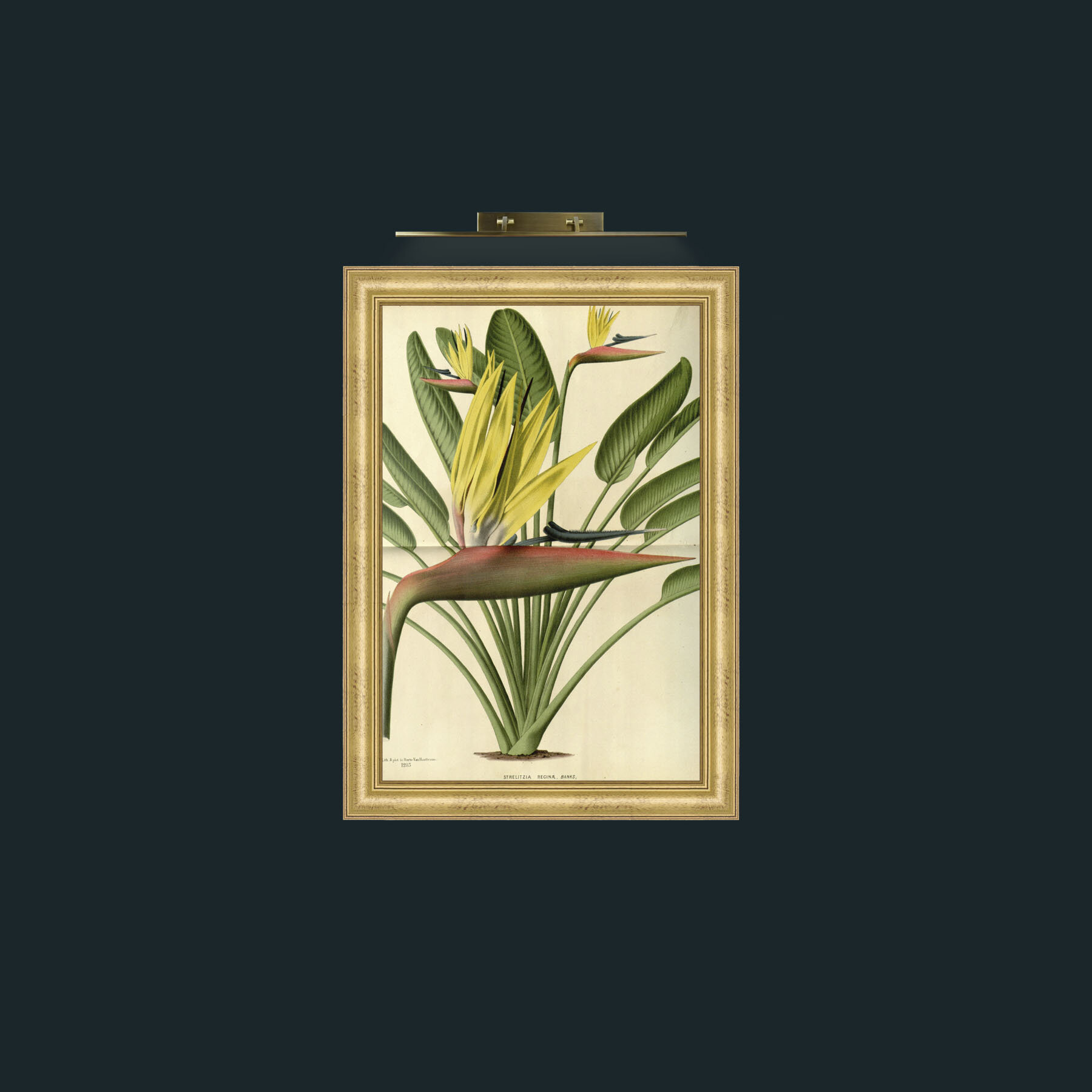 Art-Bird of Paradise Flower-Frame-9WideGilt.jpg