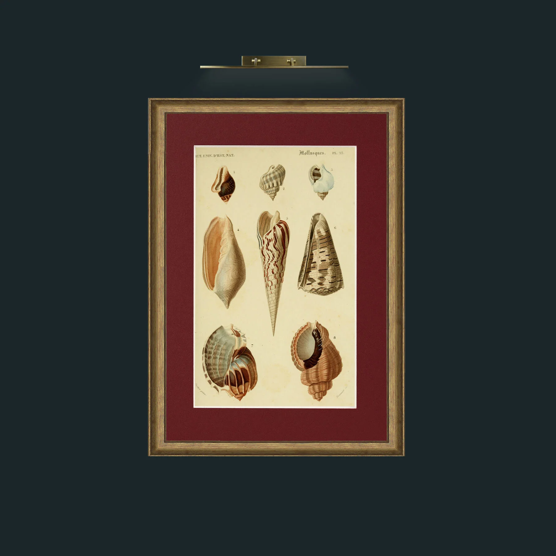 Art-Mollusques 4.jpg-Frame-8RedGreenGilt-Mount-4Red.jpg