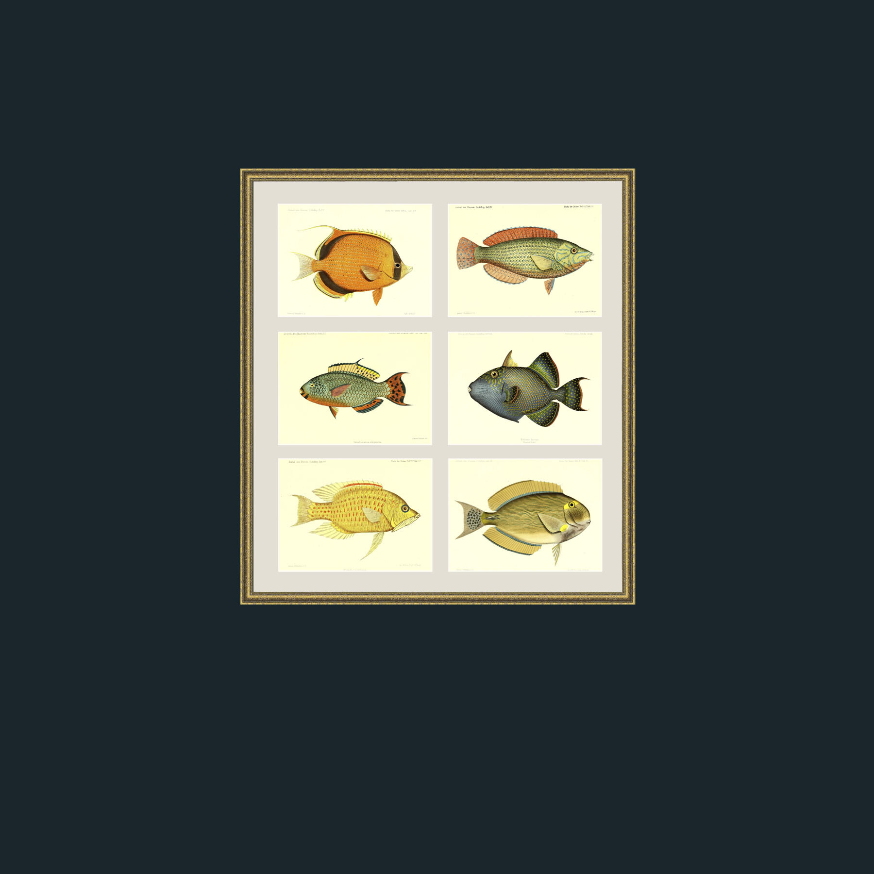 1Art-1 Chaetodon Semeion.jpg-Frames 4 x 3-TexturedGilt-Mounts-Antique.jpg