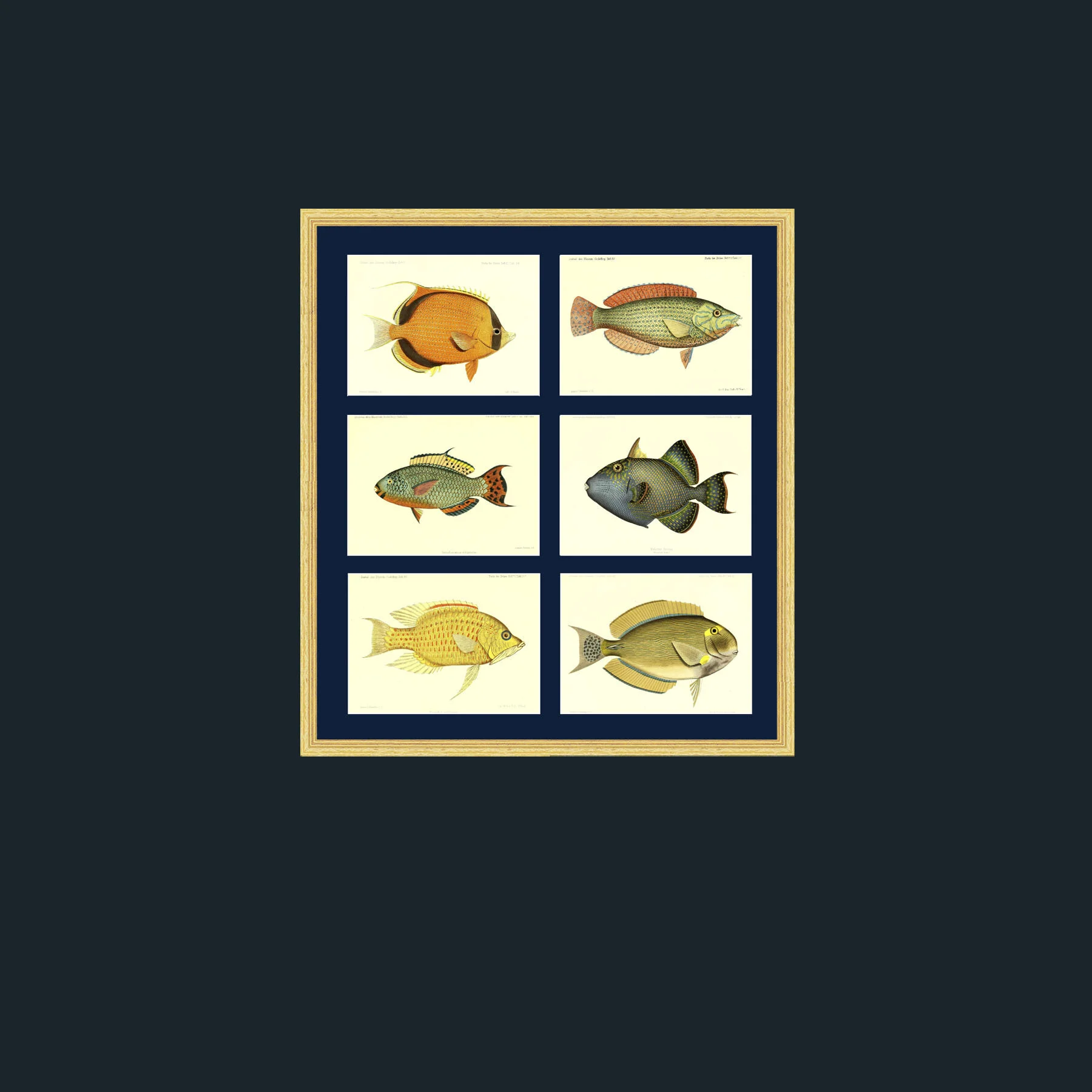 4Art-1 Chaetodon Semeion.jpg-Frames 4 x 3-Bevelled Gilt-Mounts-Blue.jpg