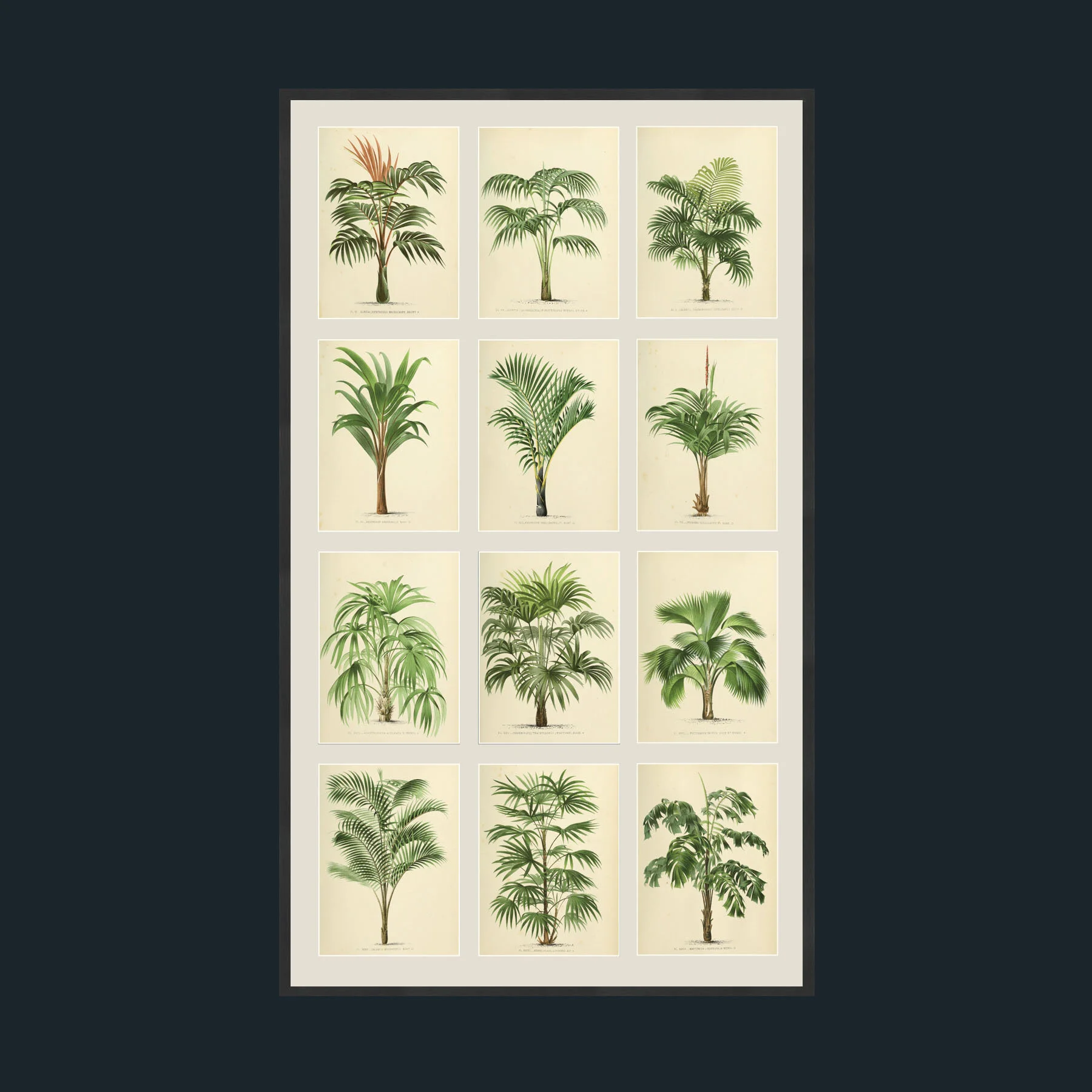 7Frames 4 x 3-Black-Mounts-Antique-Art-Palm 4.jpg.jpg