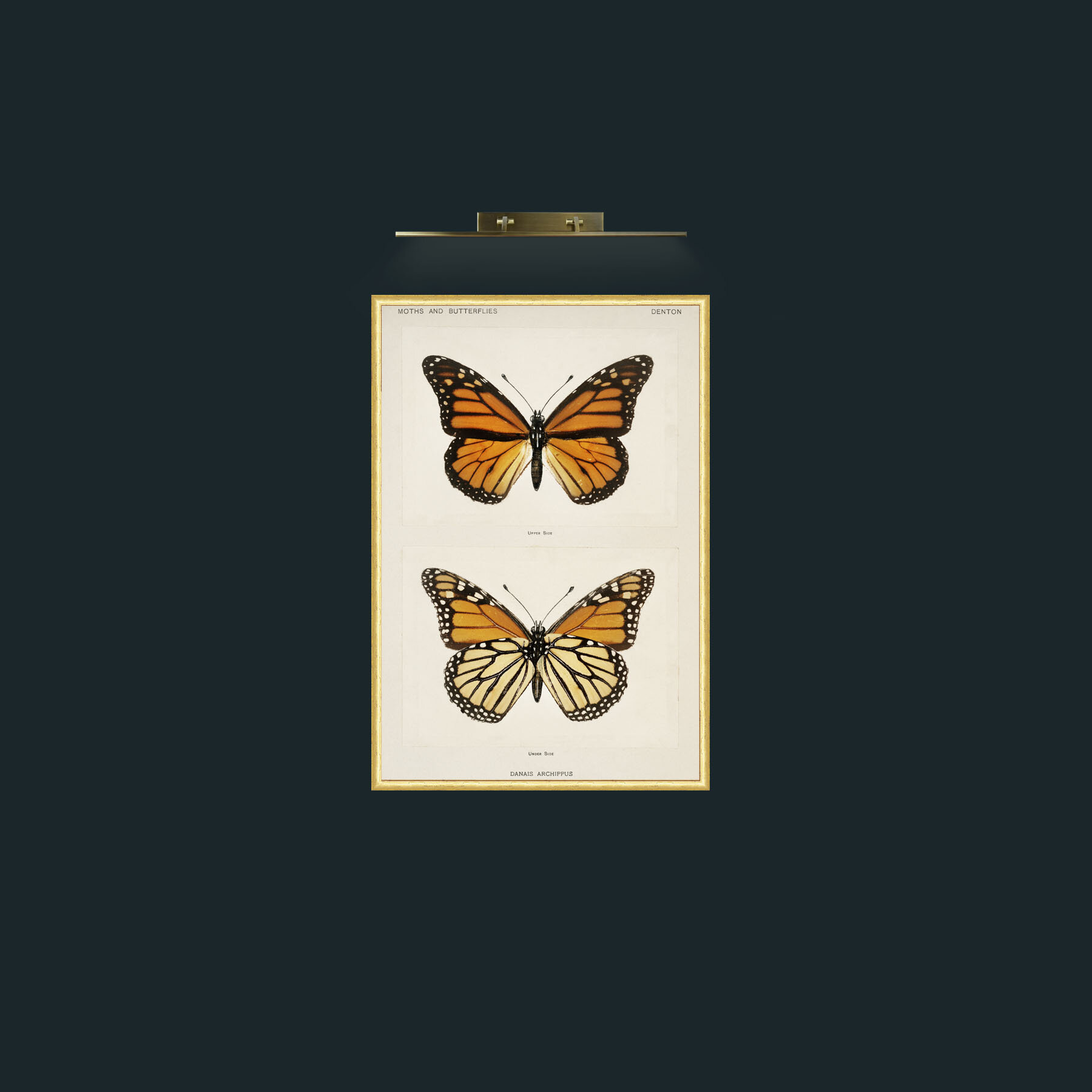 Art-Danais Archippus-Frame-3RoundedGilt.jpg