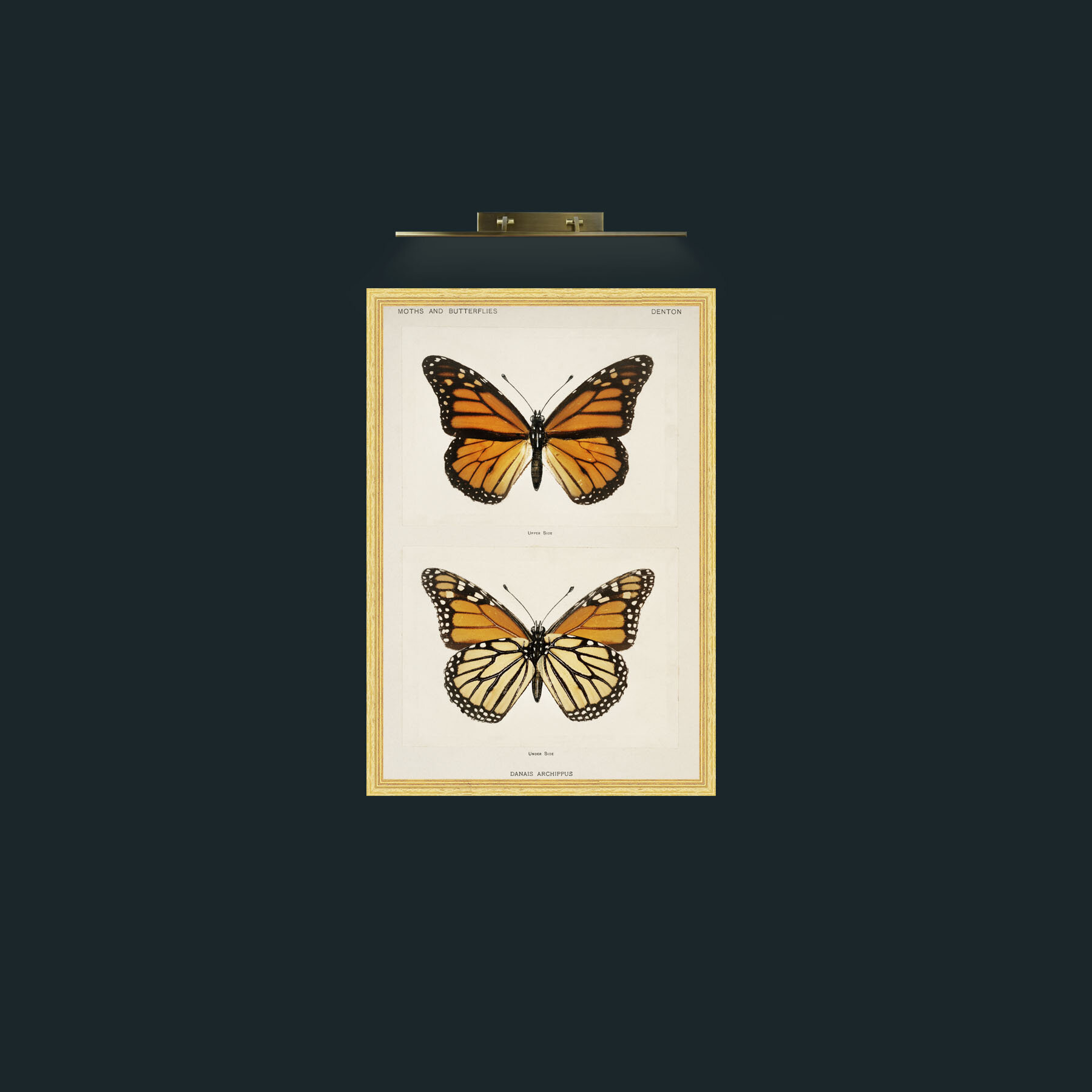Art-Danais Archippus-Frame-4BevelledGilt.jpg